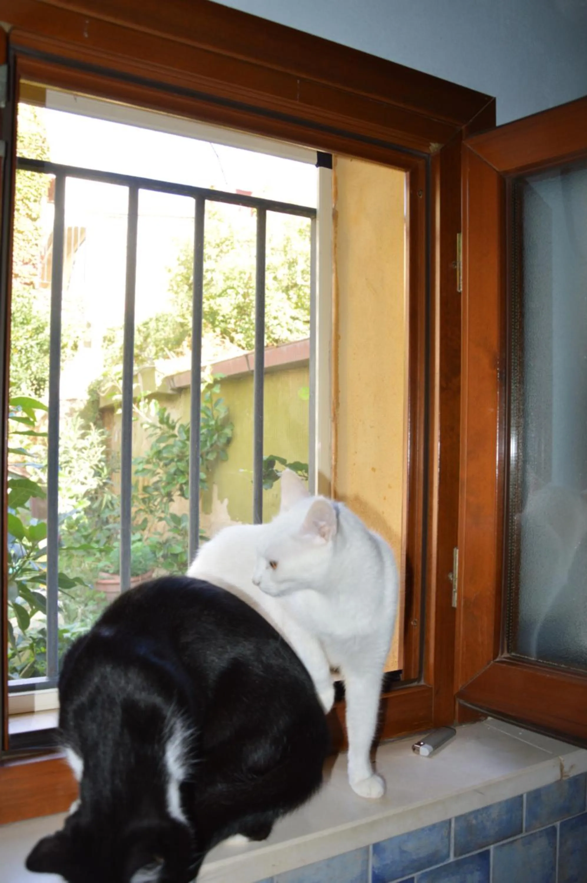 Pets in Arco Ubriaco