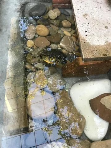 Pets in Villa Grazia