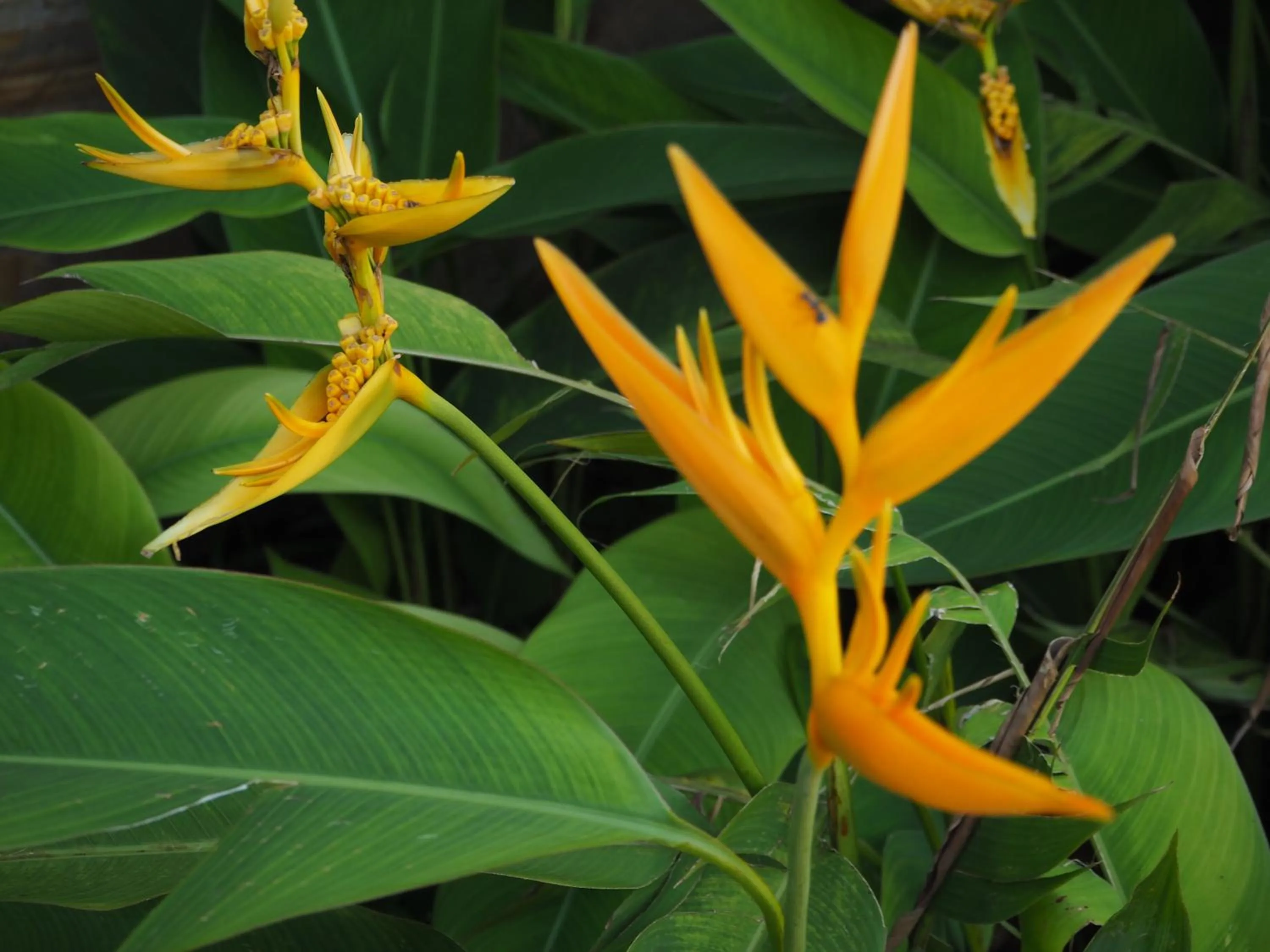 Garden view in Tikitam Palms Boutique Hotel