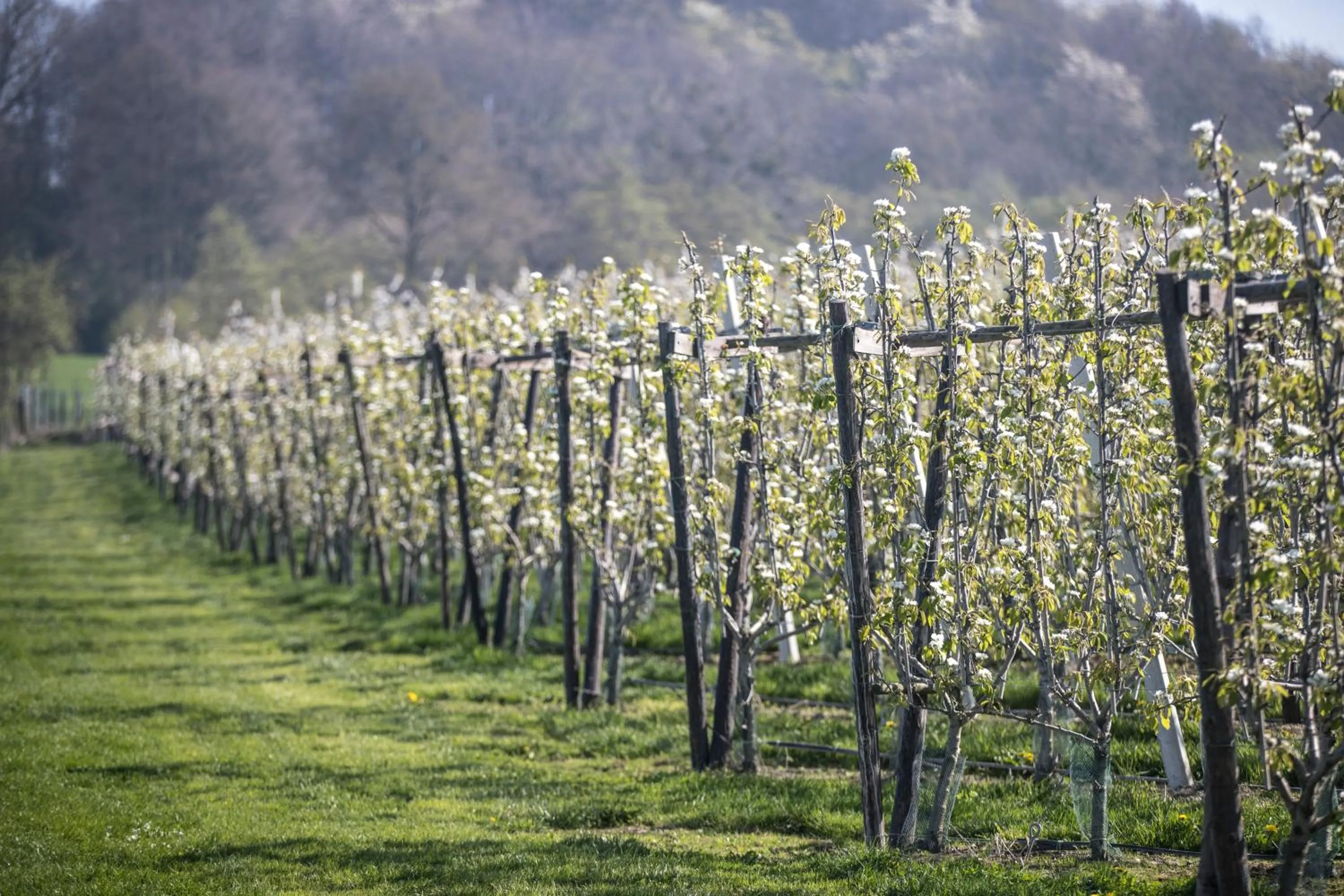 Spring in MERICI Hotel Sittard