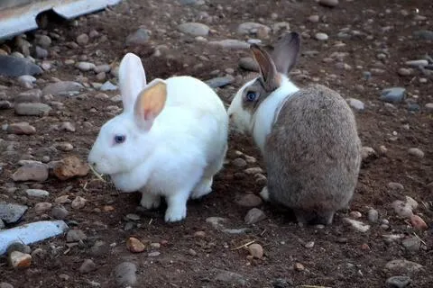 Animals in Casa Rural Ecuestre