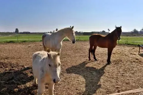 Horse-riding in Casa Rural Ecuestre