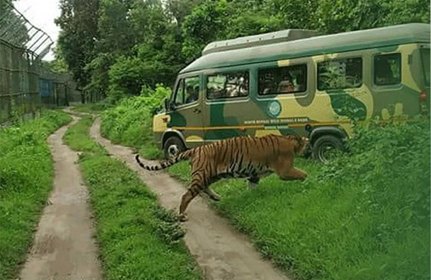 Animals in The Cindrella Hotel