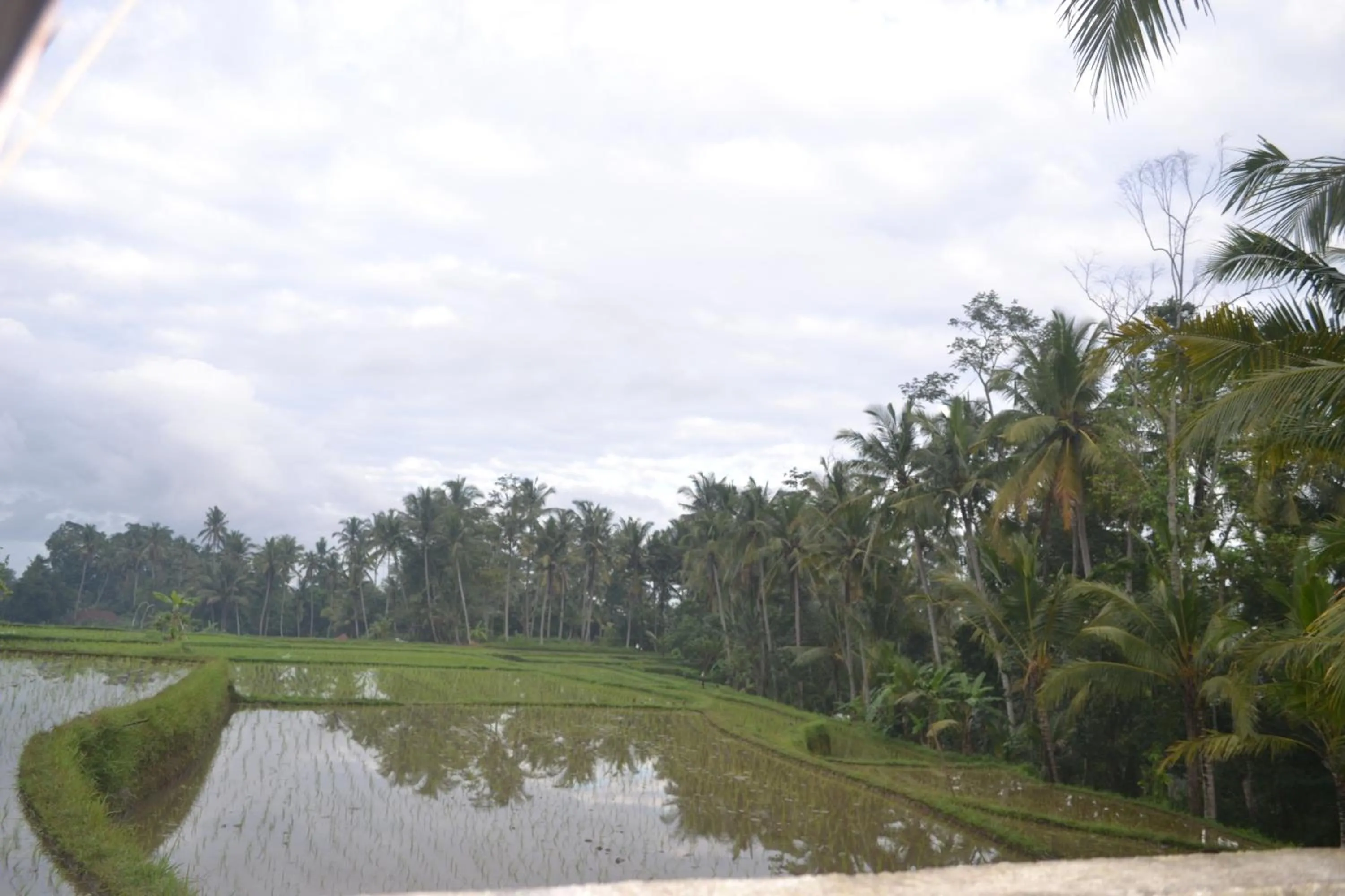 Nearby landmark in Buda Cottage Ubud