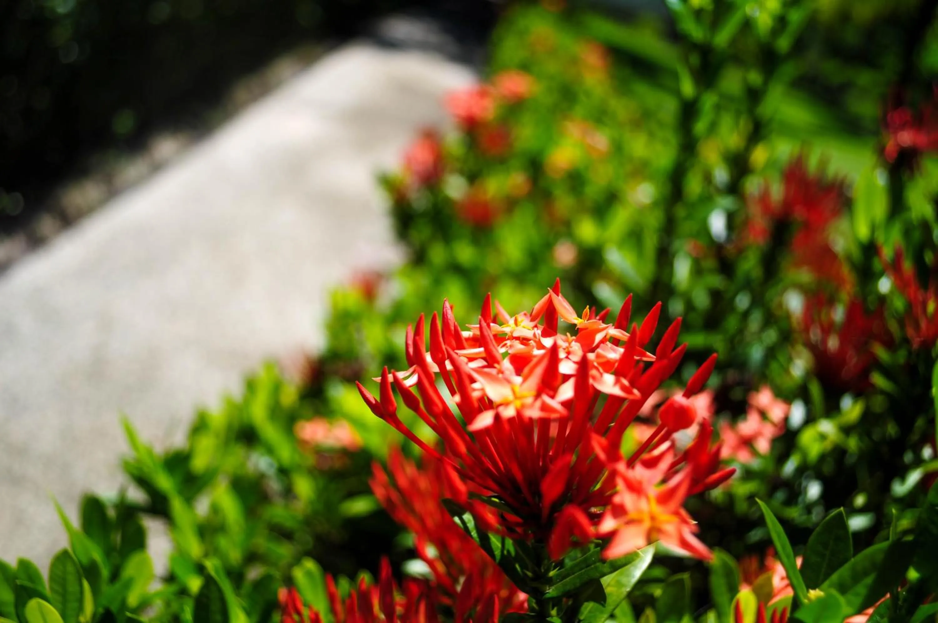 Garden view in Pai Iyara Resort