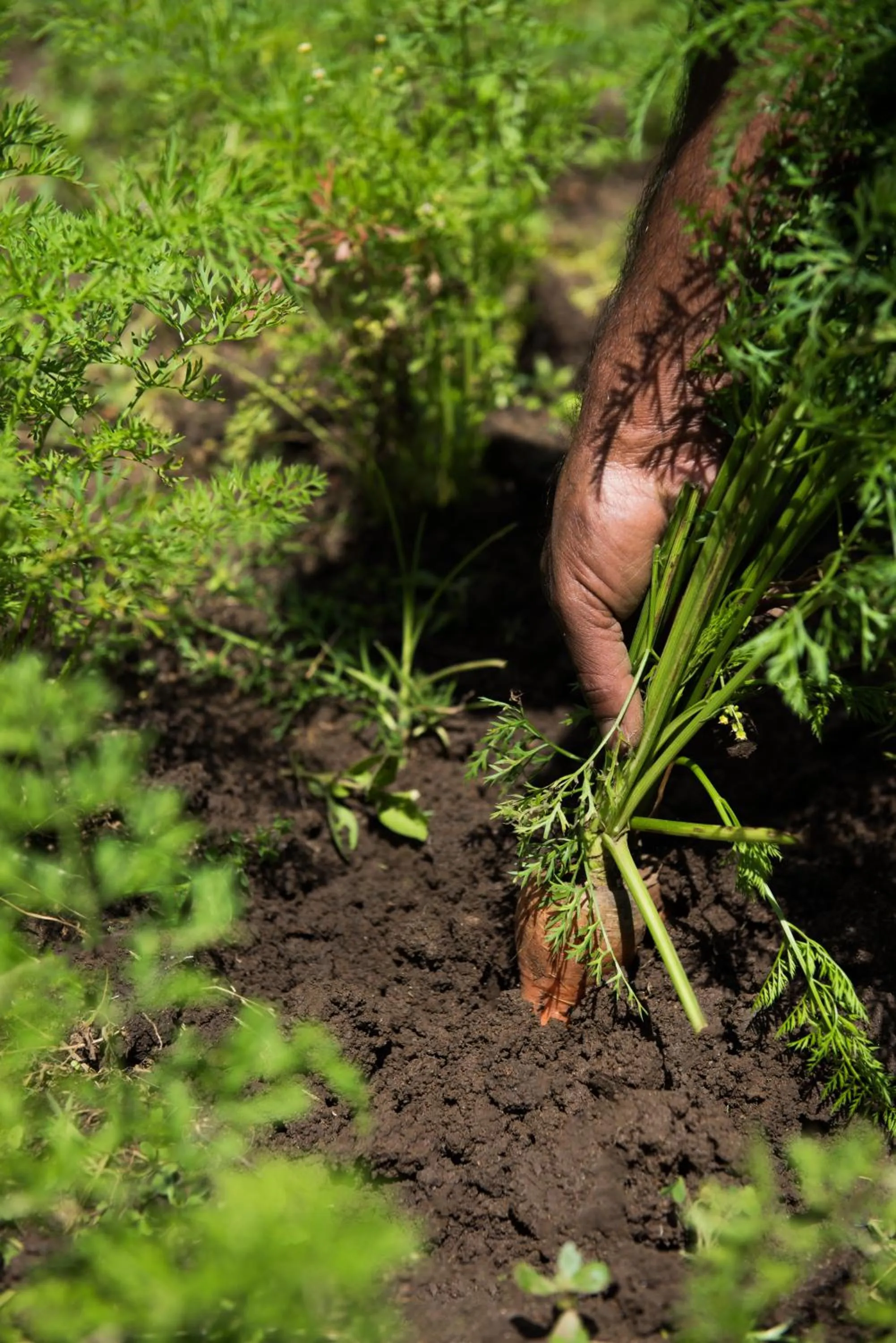 Natural landscape in Cardamom County by Xandari