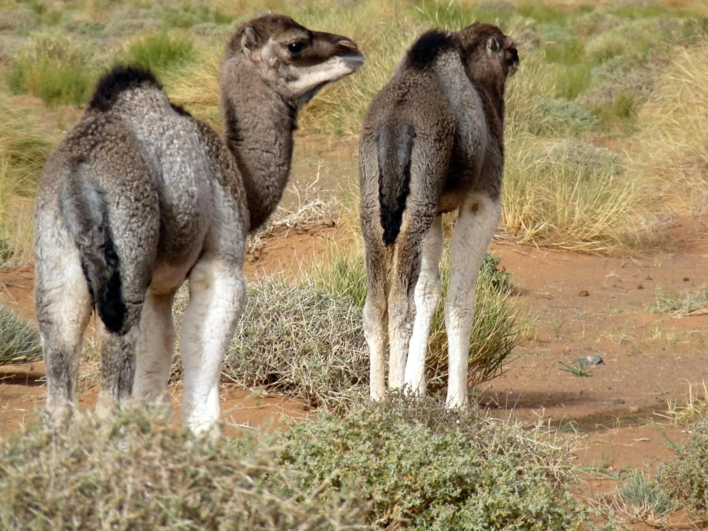 Animals in La Vallée des Dunes - Auberge, randonnées et circuits