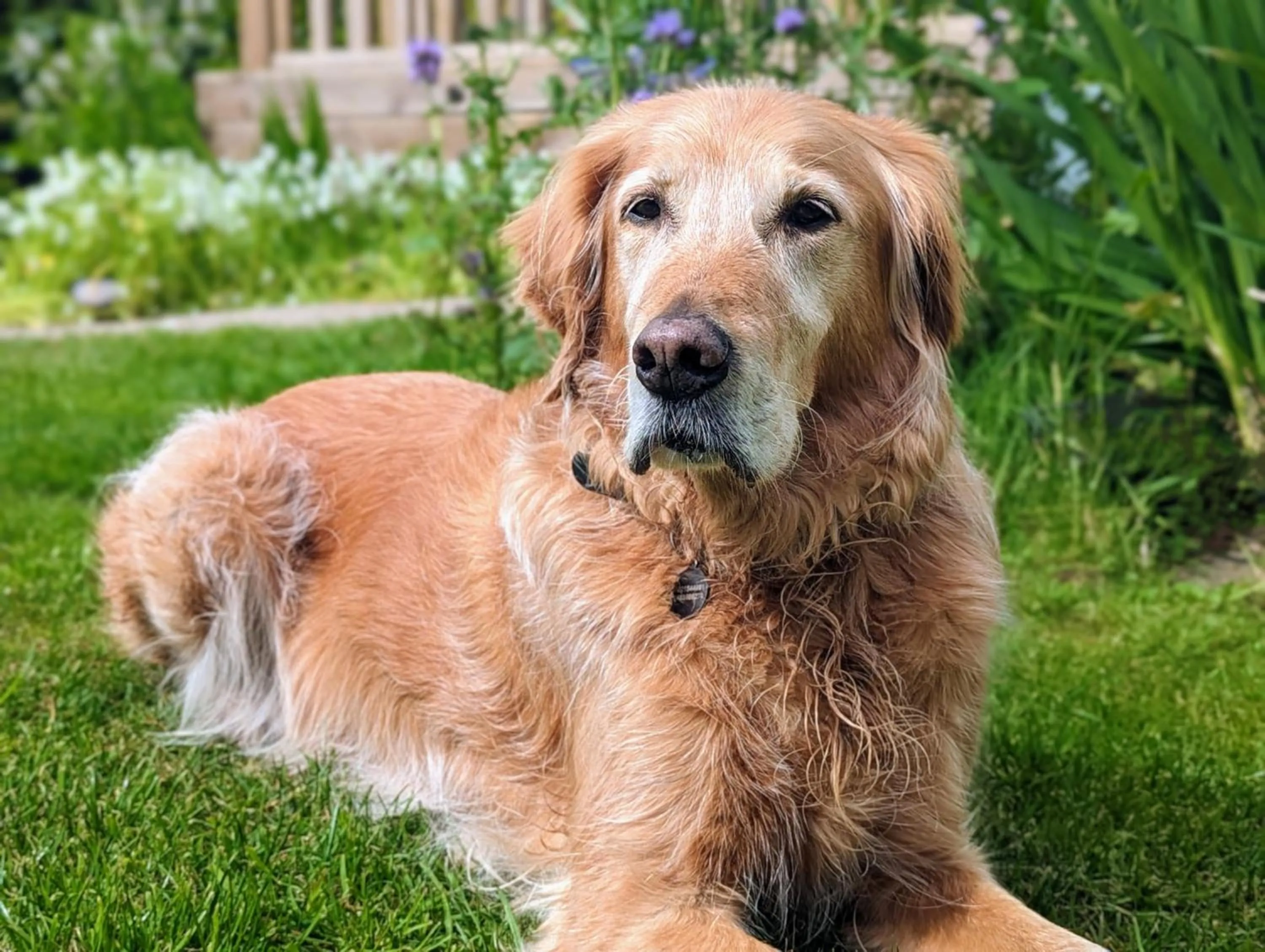 Garden in Villa Marina