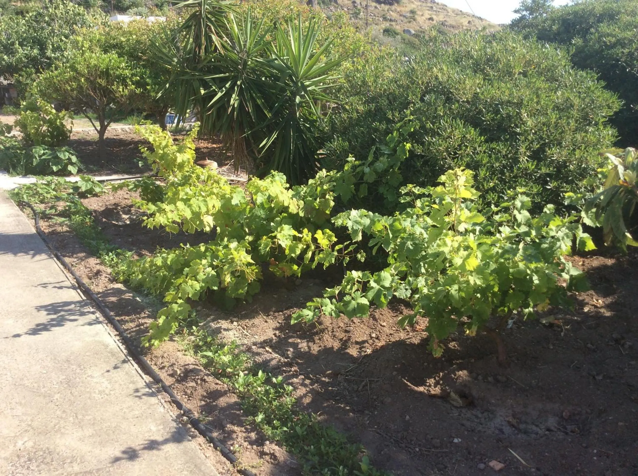 Garden in Nicolas Studios