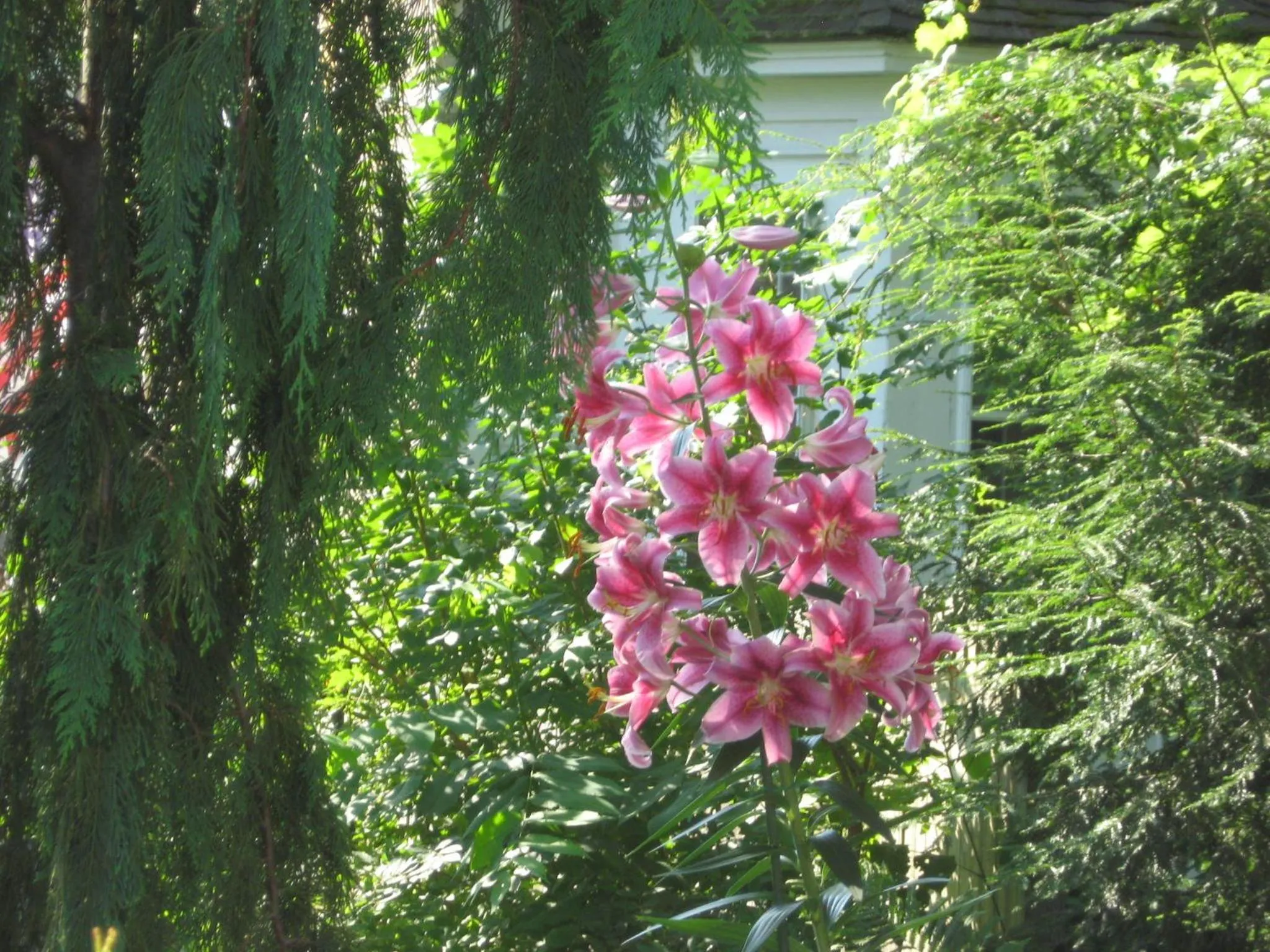 Garden in Maple Terrace Motel