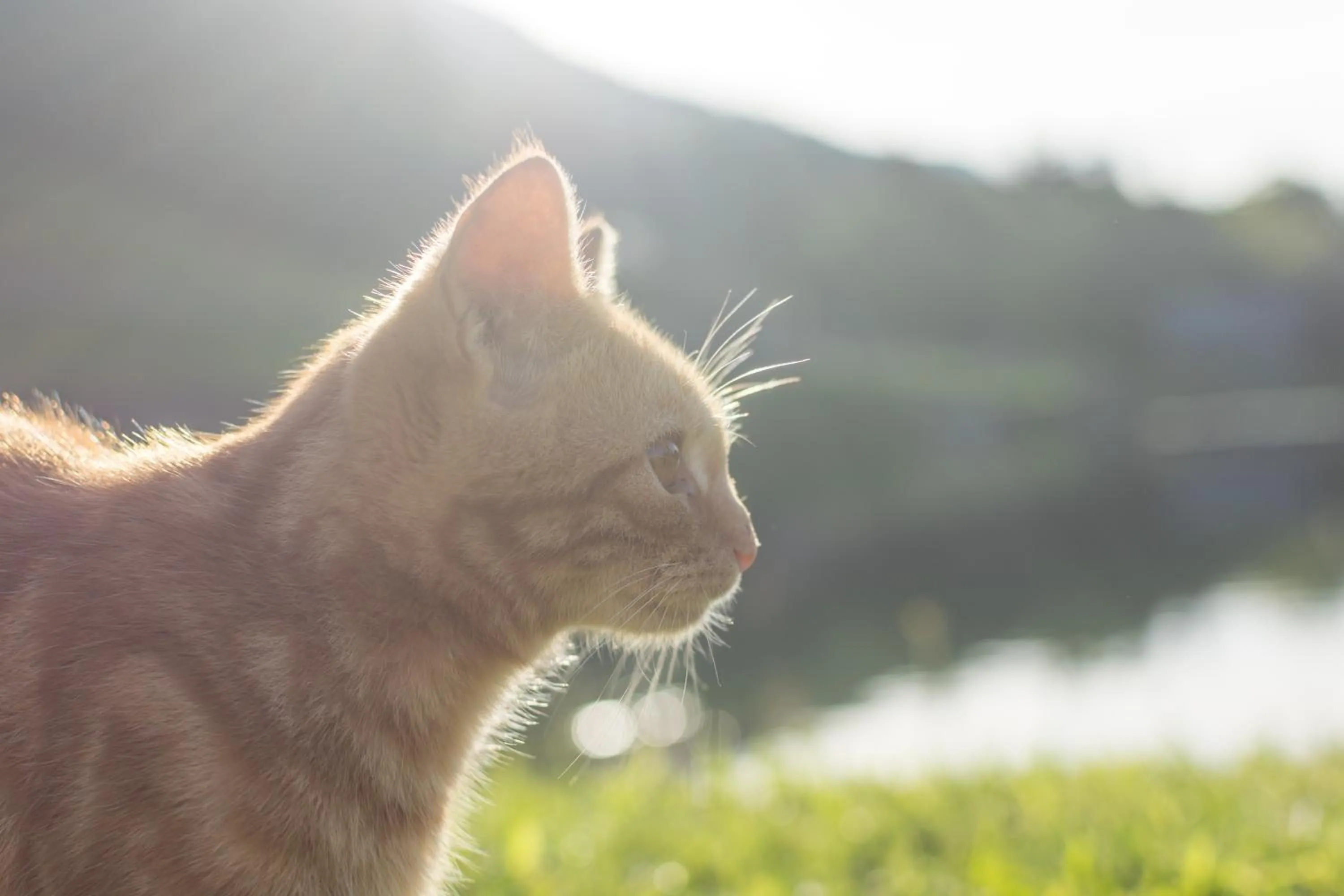 Pets in Aparthotel Ederhof