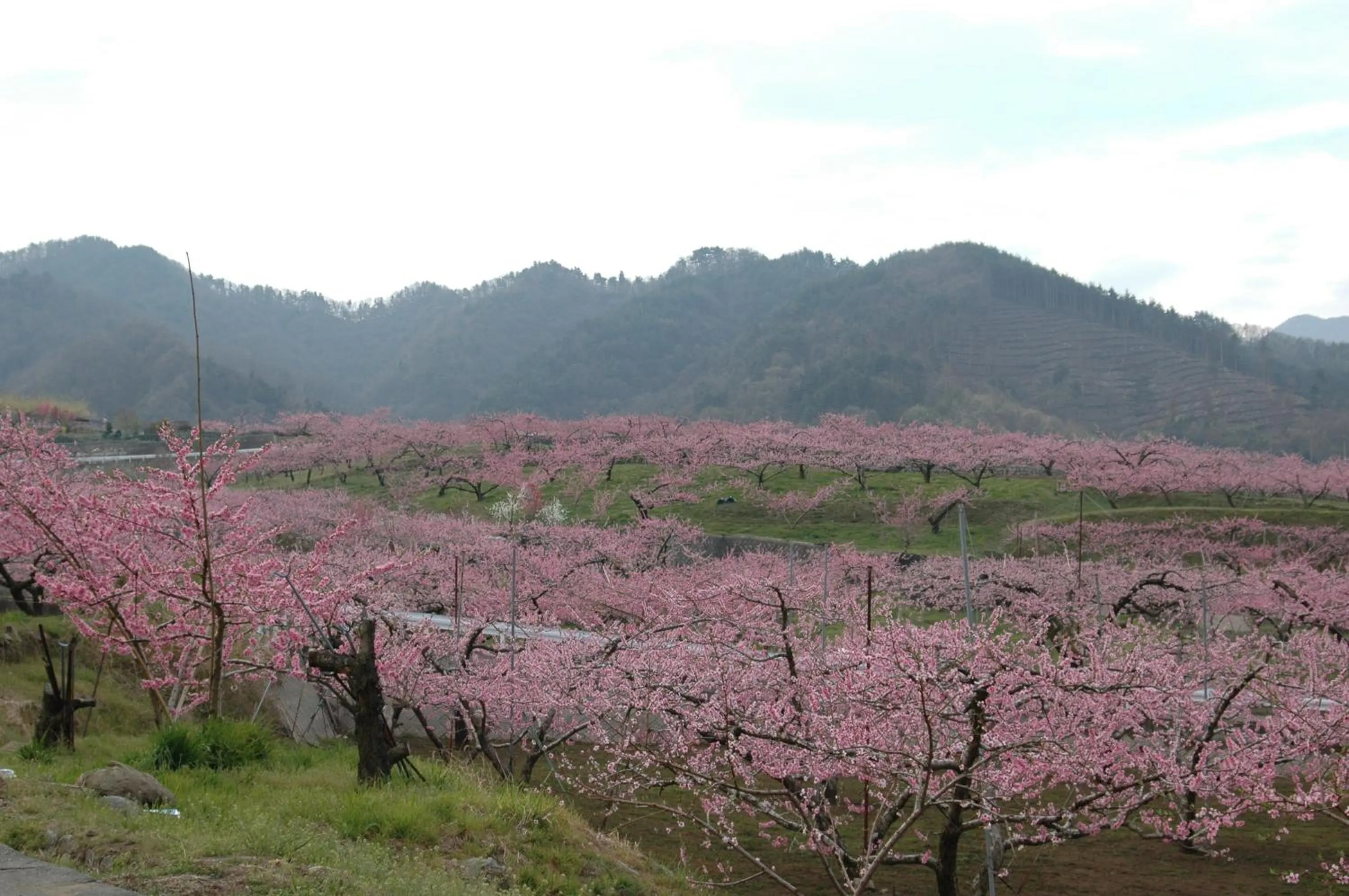 Spring in Hotel Hatta
