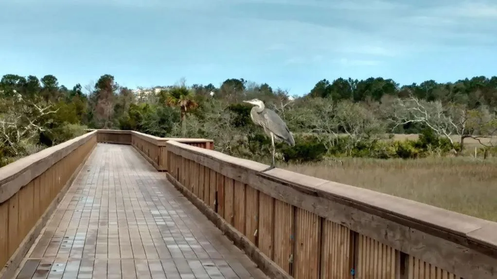 Natural landscape in Hilton Head Resort