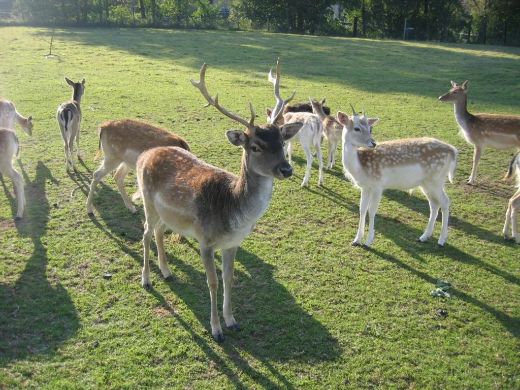 Animals in Zenntaler Hof