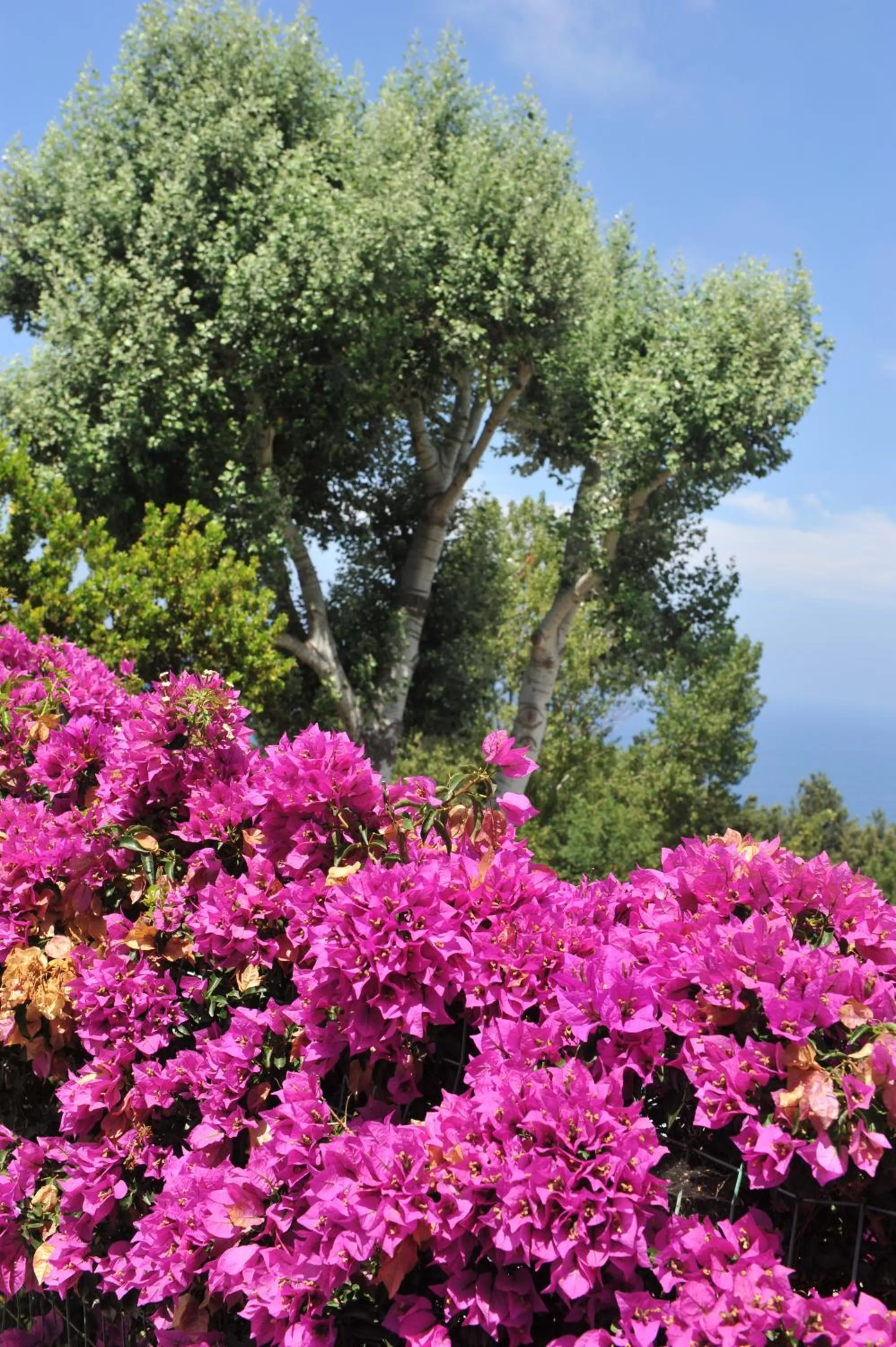 Spring in Sweetposeidon