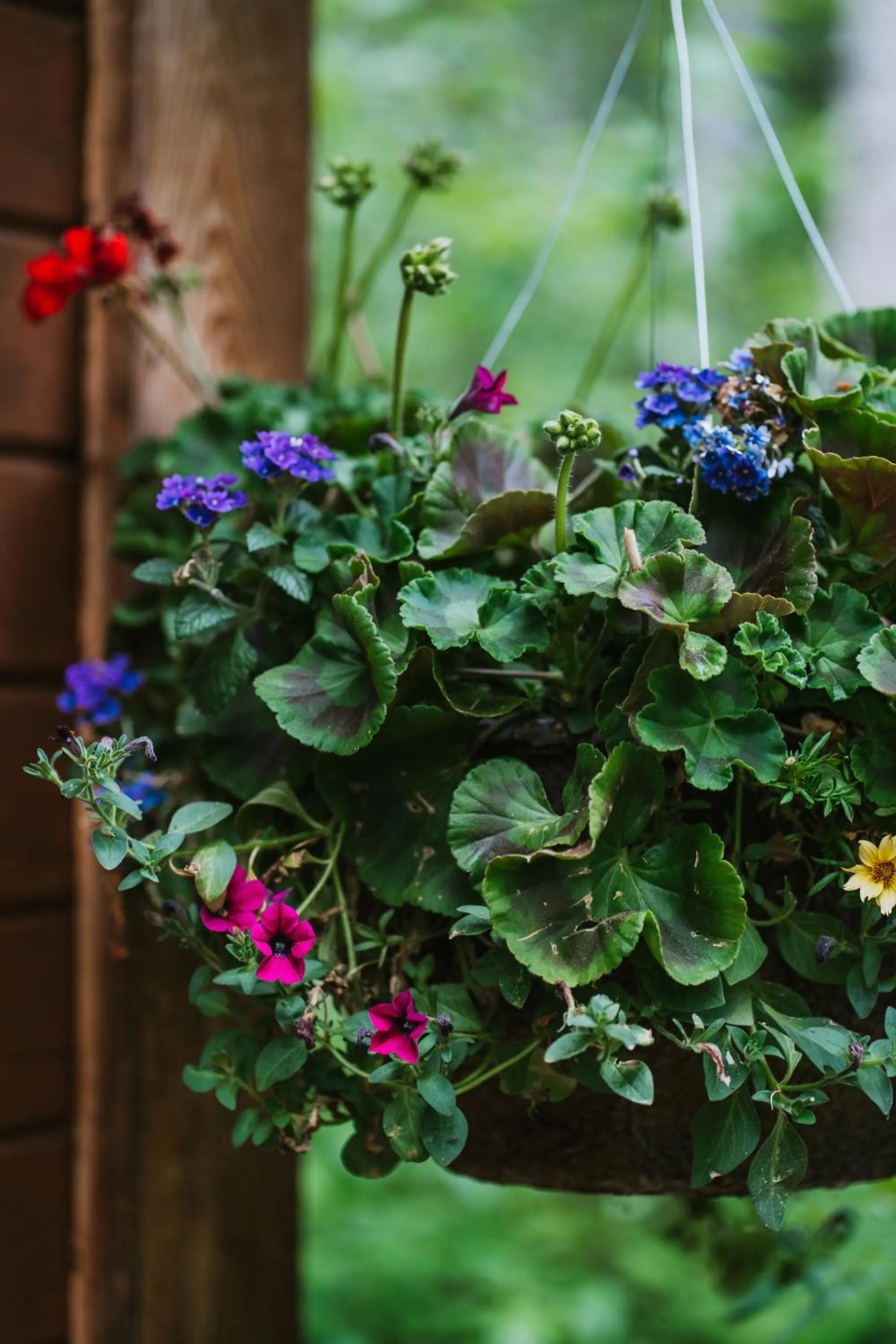 Garden view in Across the Creek Cabins