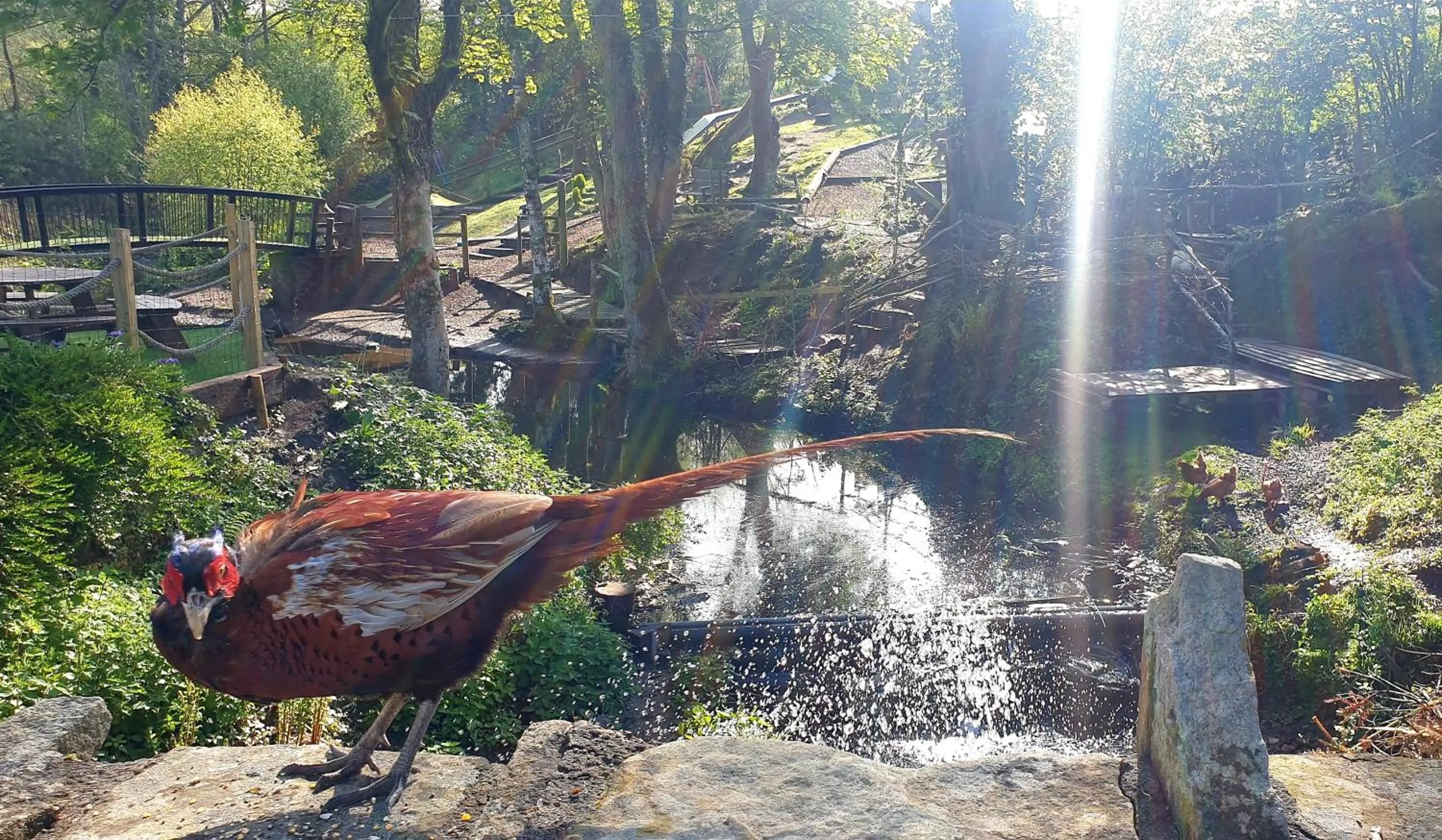 Garden in The Little Mill Inn