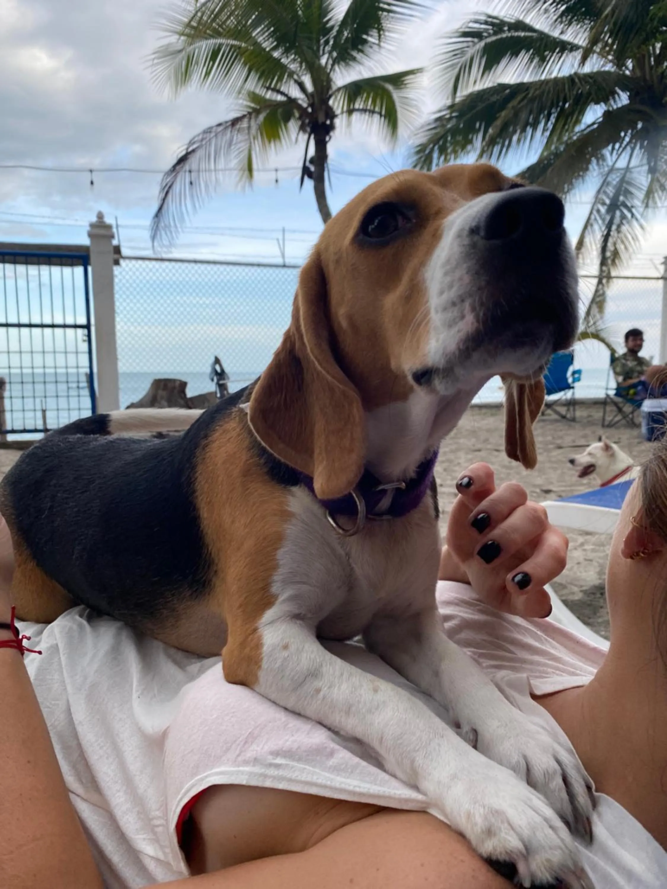 Animals in Casa Greca