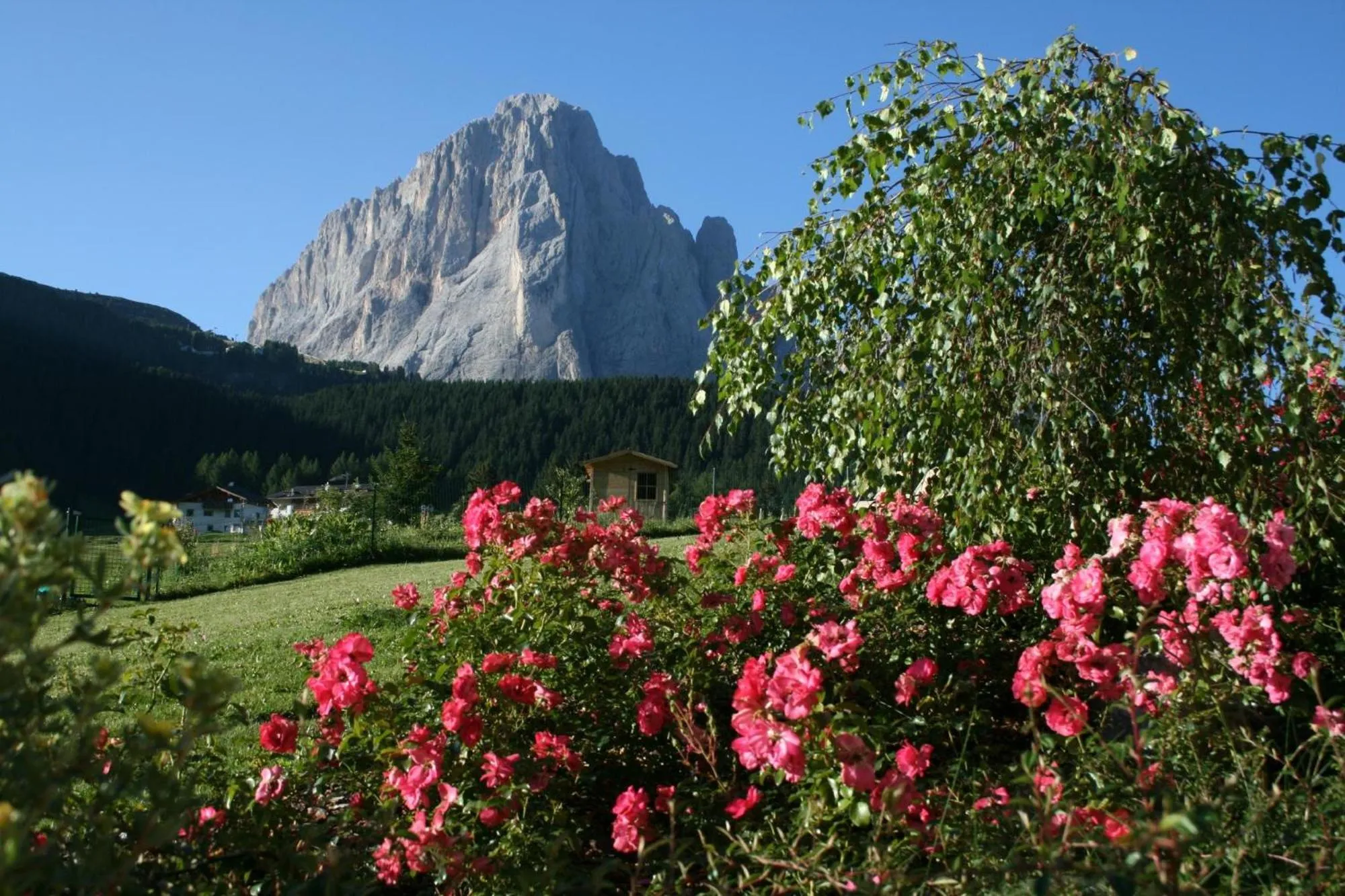 Natural landscape in Hotel Rodella