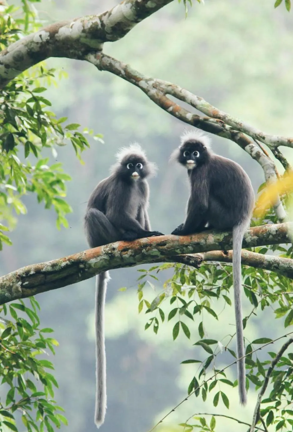 Natural landscape in A Rock Resort Langkawi - Coral Reefs