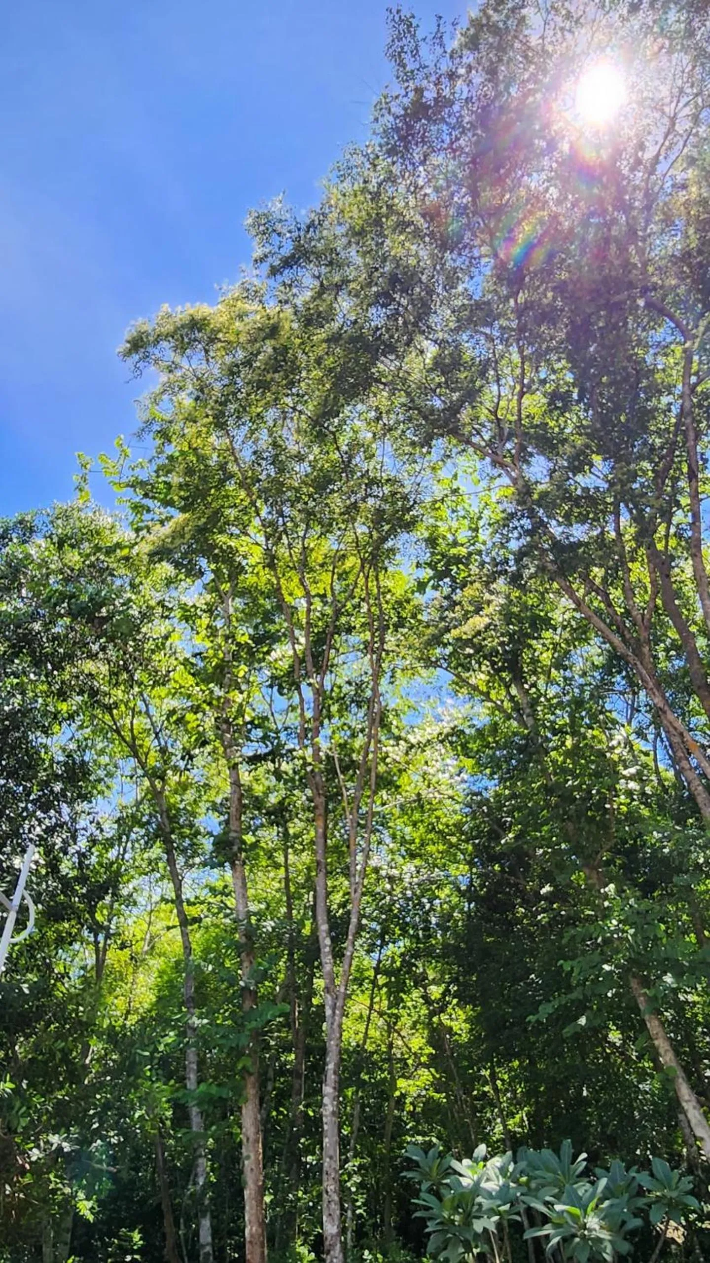 Natural landscape in A Rock Resort Langkawi - Coral Reefs