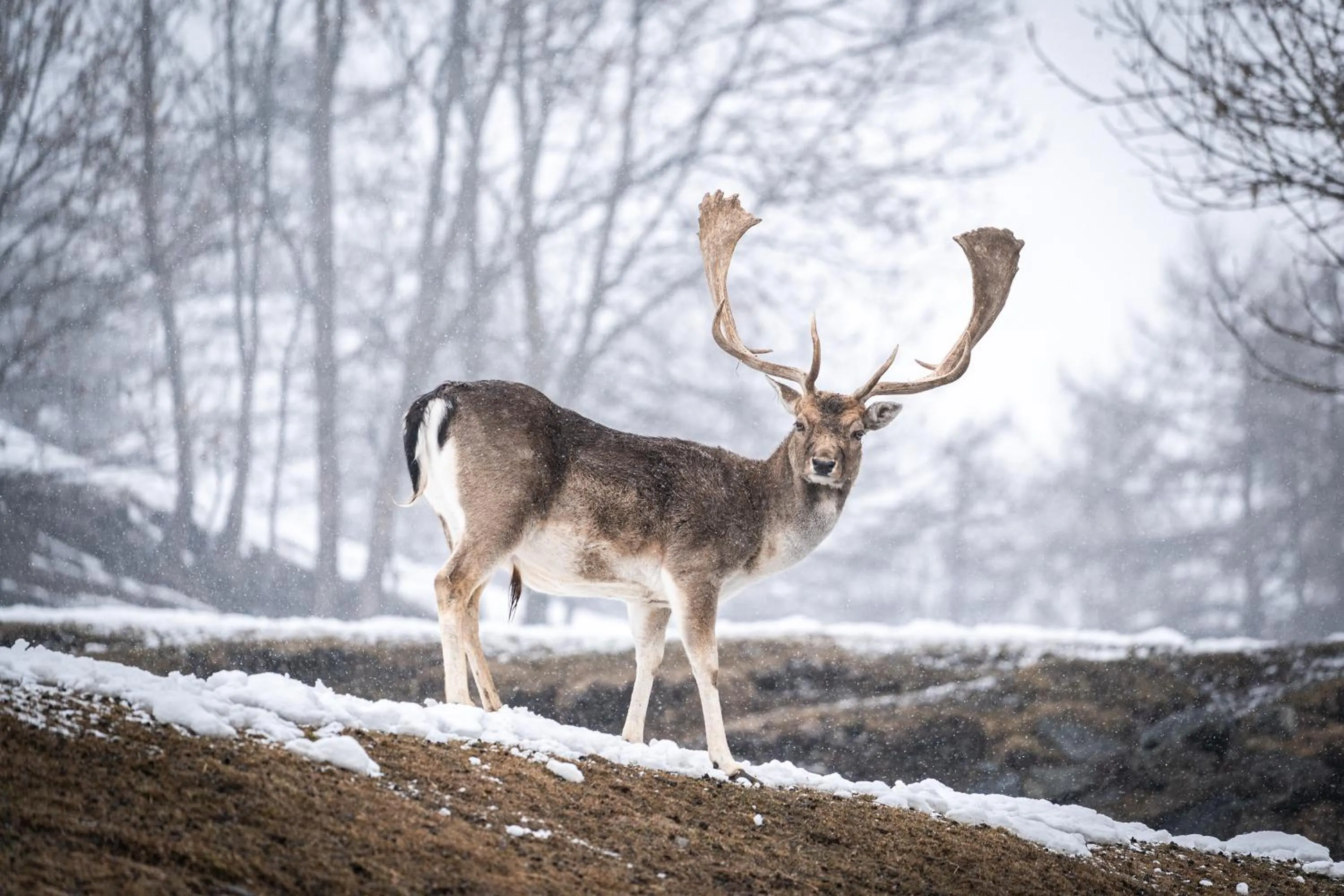 Animals in Maraias - Luxury Suites & Apartments