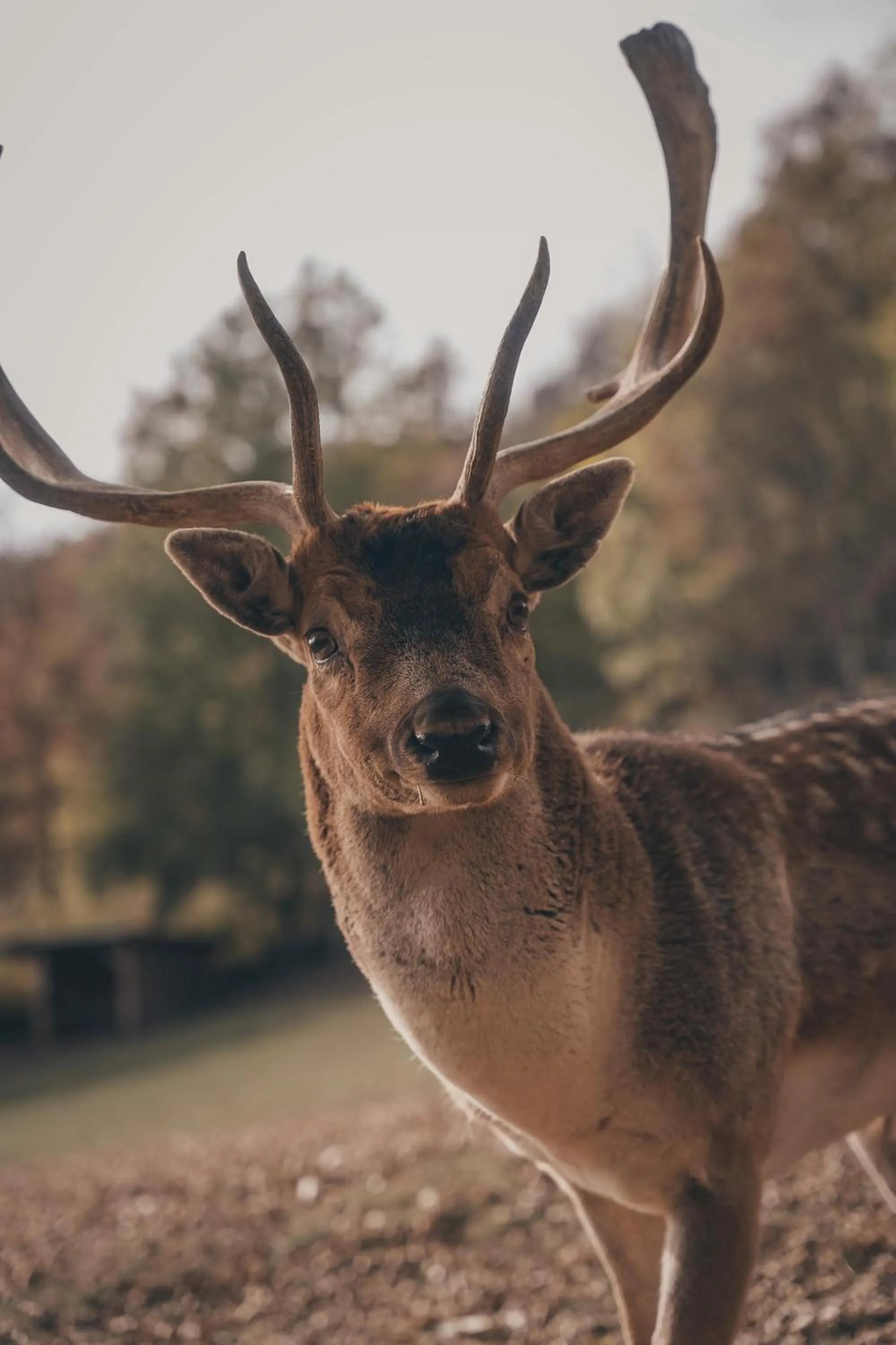 Animals in Maraias - Luxury Suites & Apartments