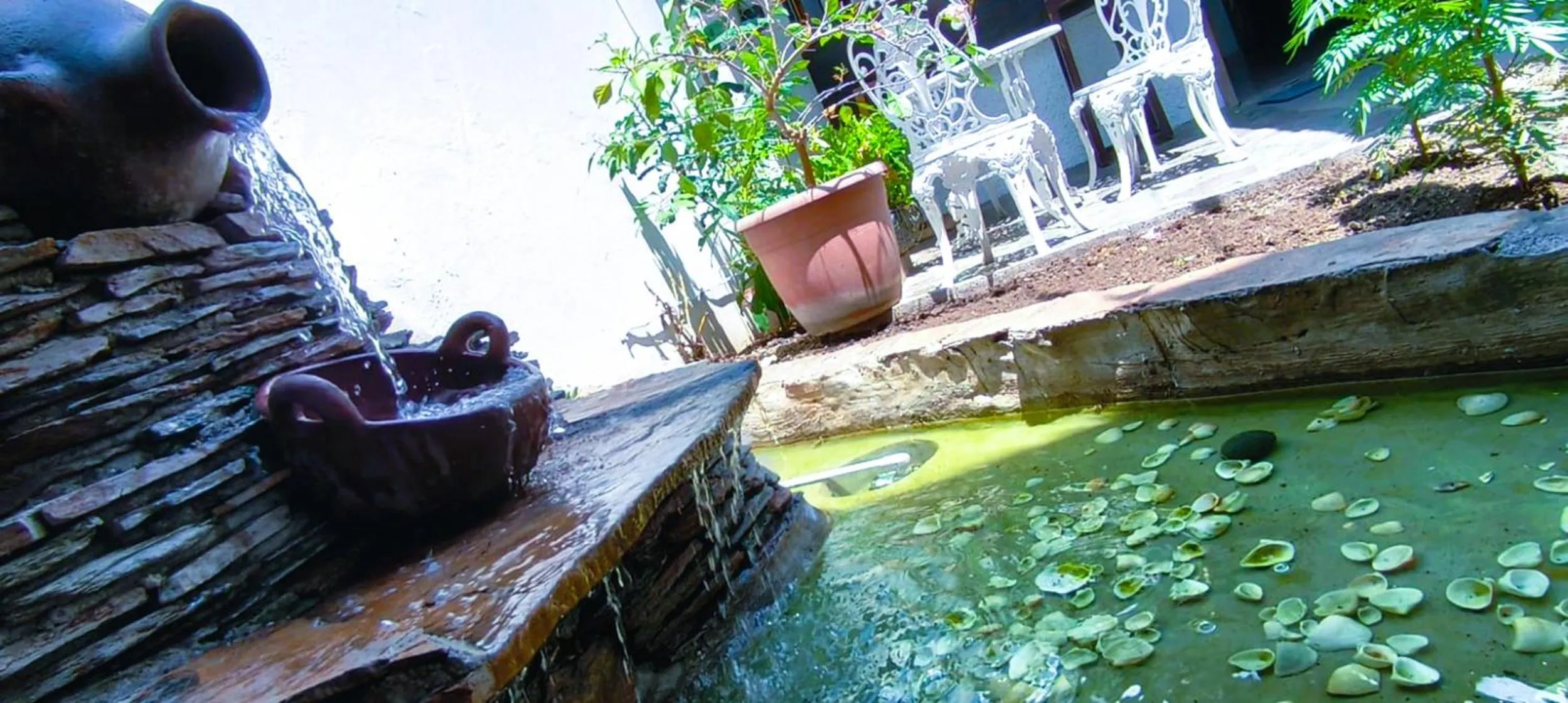 Garden in Hotel Tazumal House