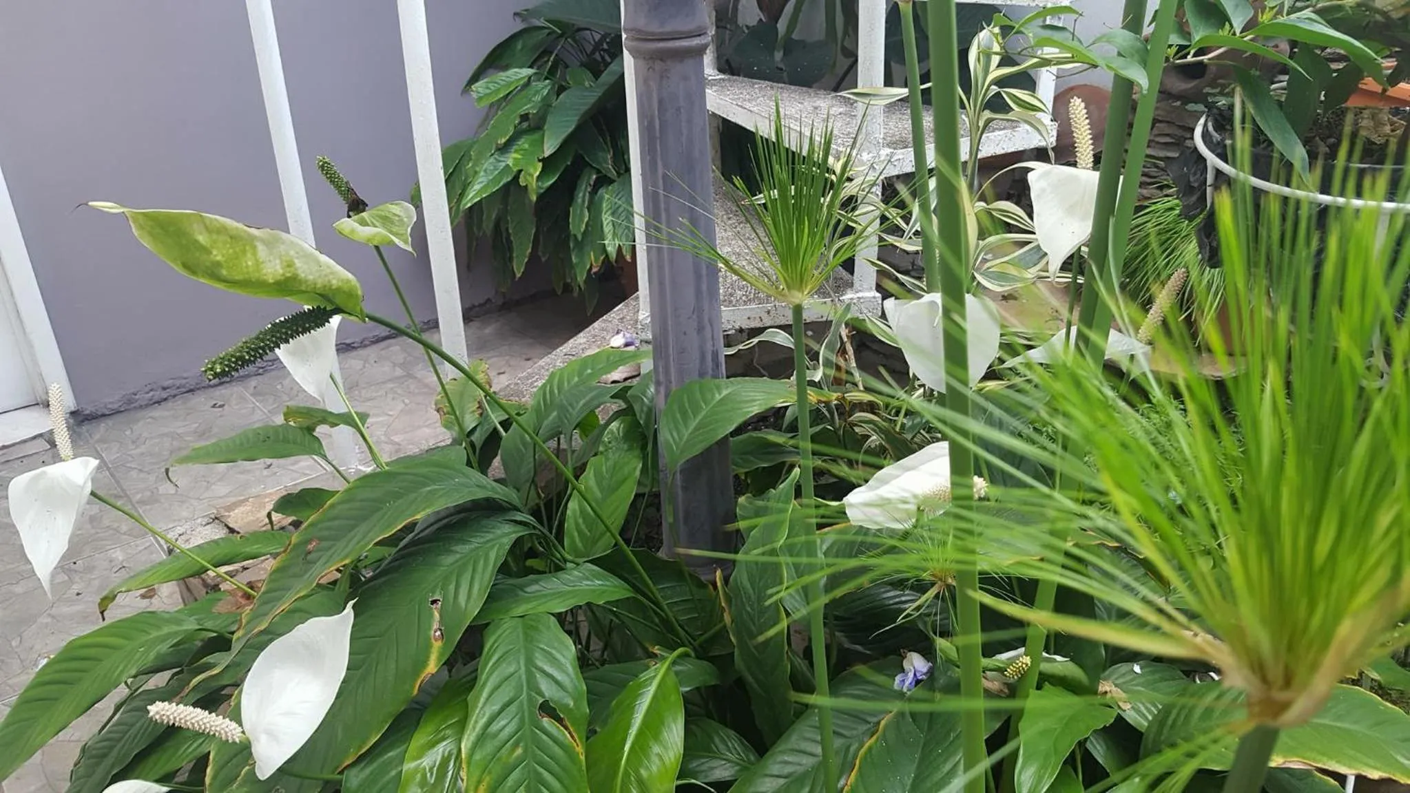 Garden in Hotel Tazumal House