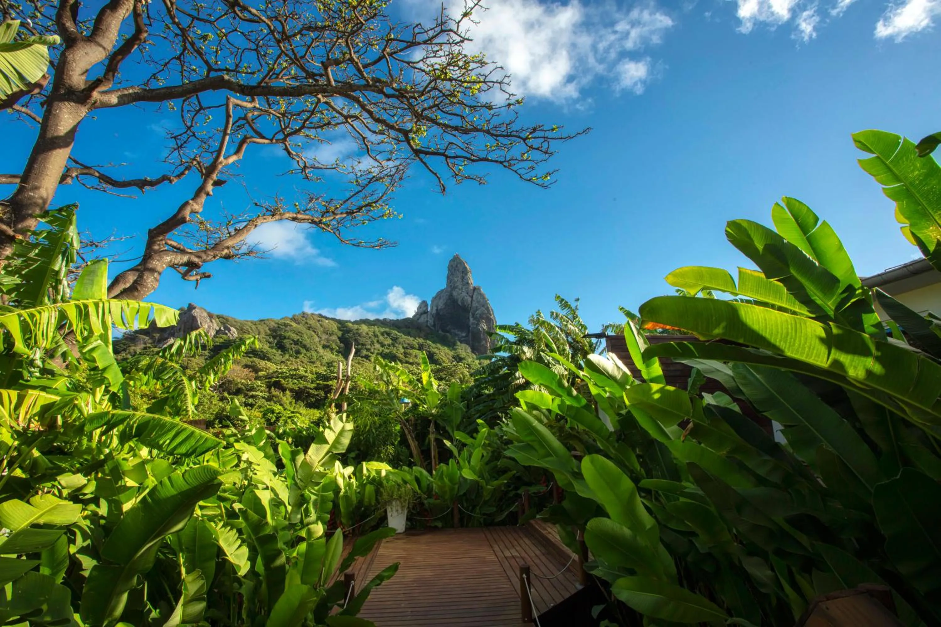 Garden in Dolphin Hotel