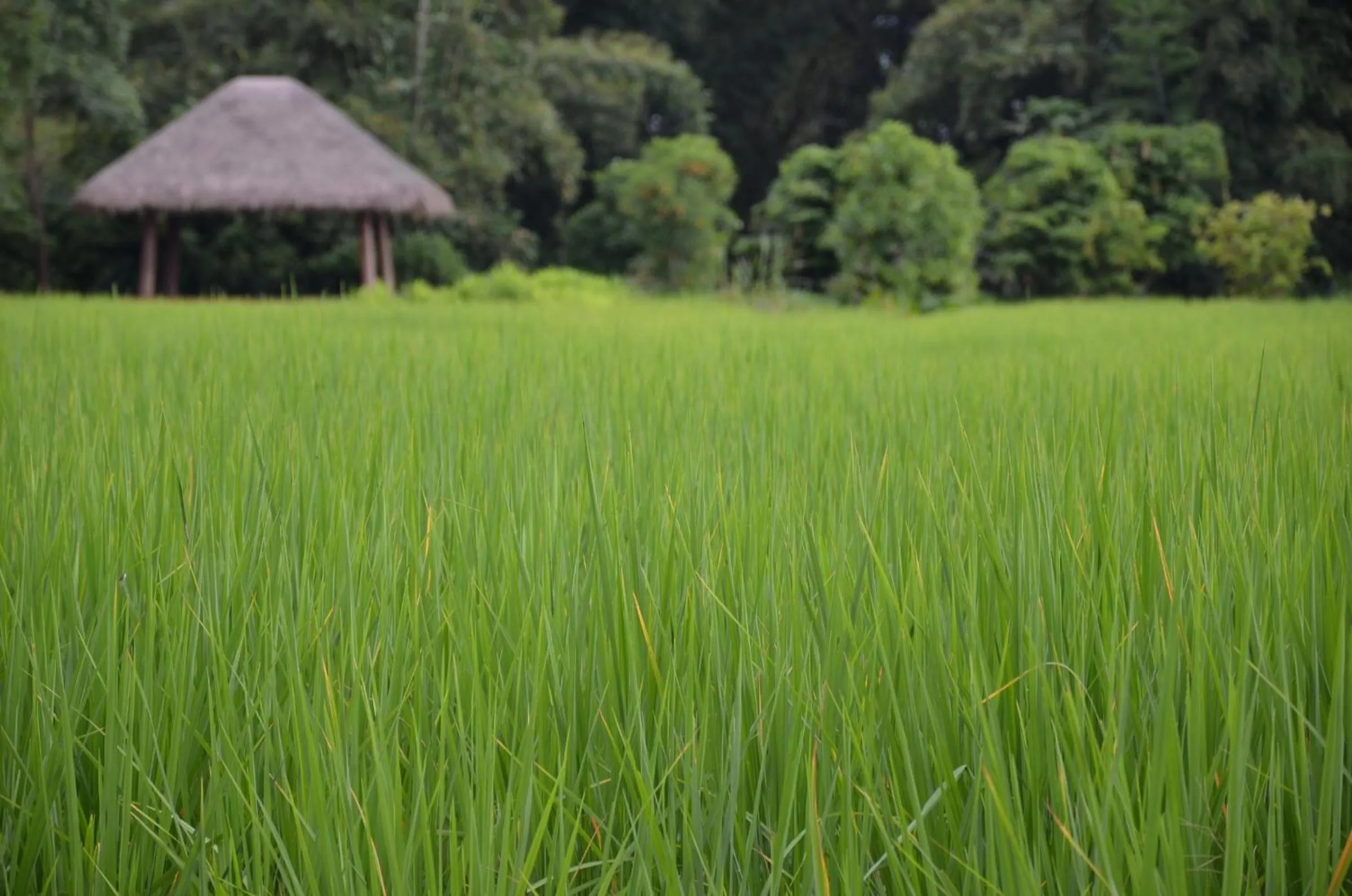 Natural landscape in Pa Sak Tong
