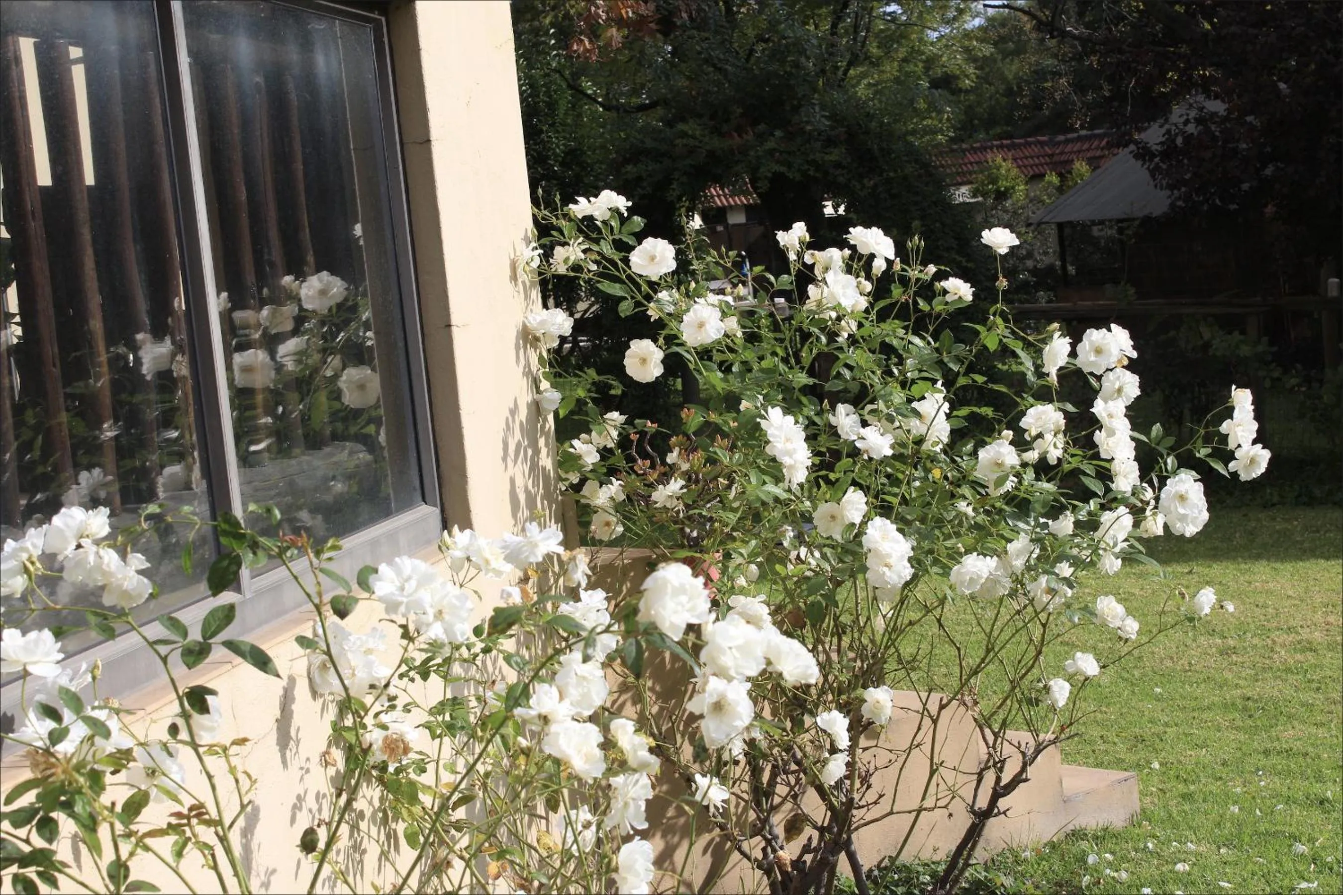 Garden in Blue Hills Lodge