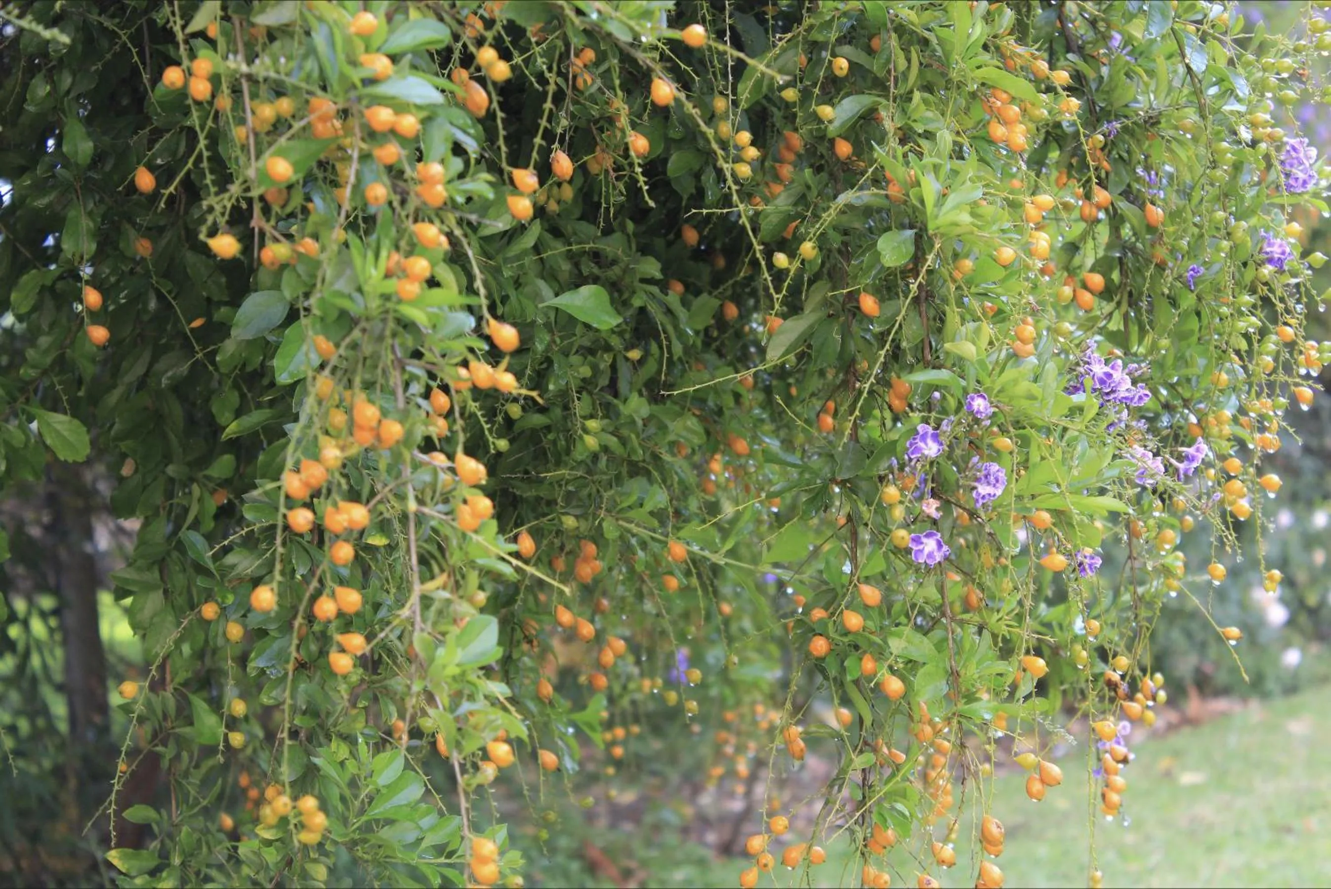 Garden in Blue Hills Lodge