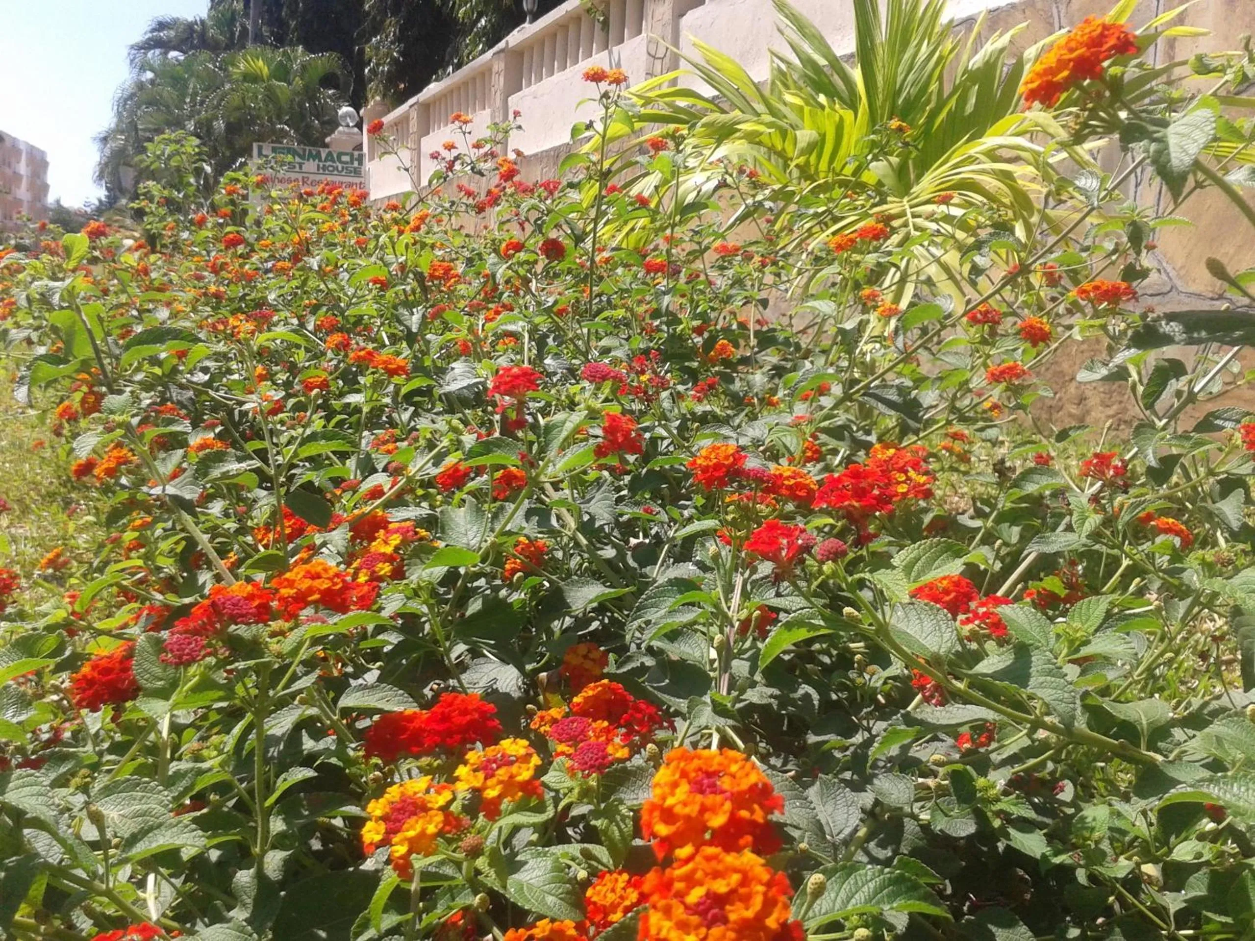 Garden in Leinmach House Nyali
