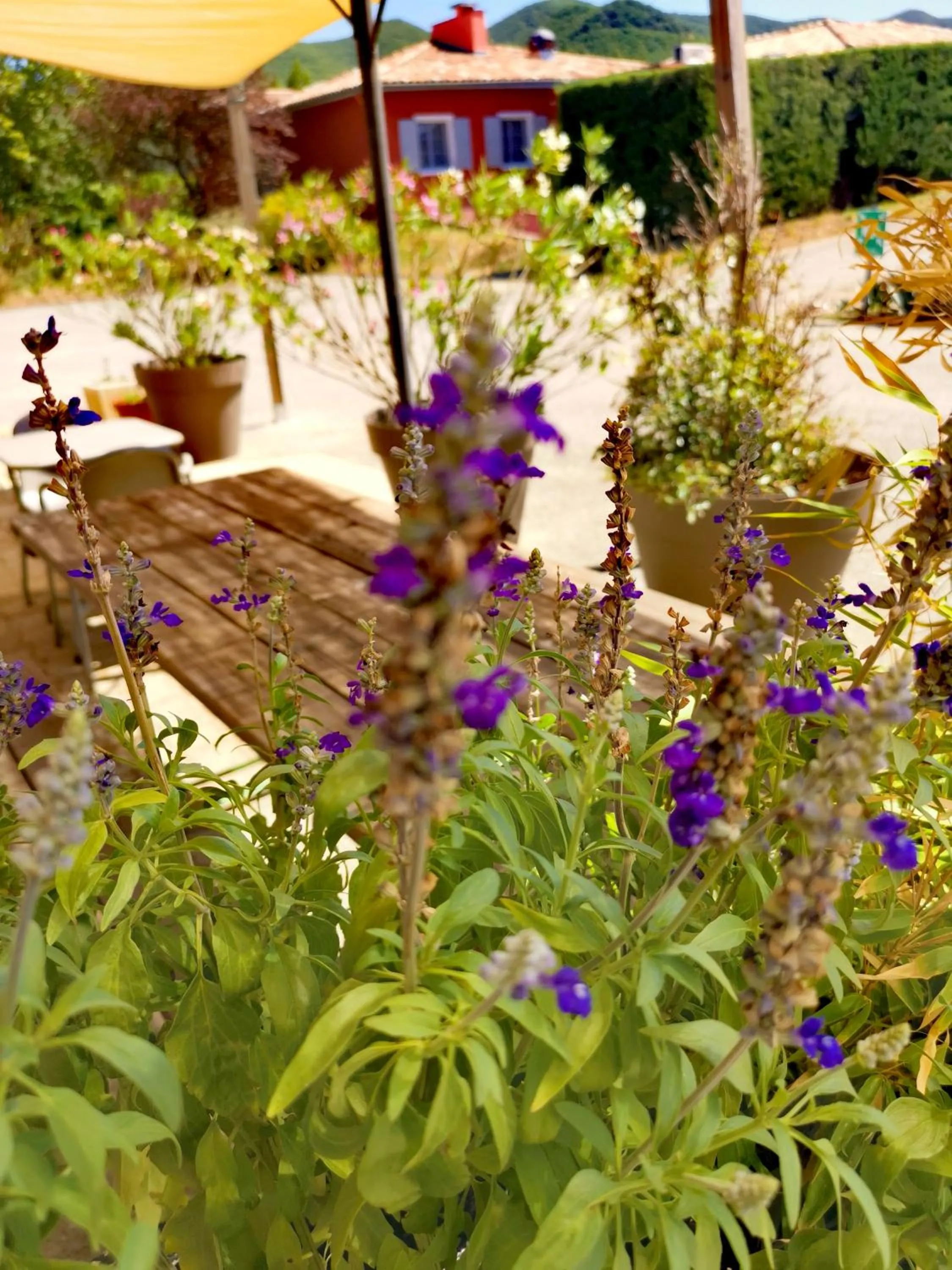 Garden in Hôtel Rose des Vents