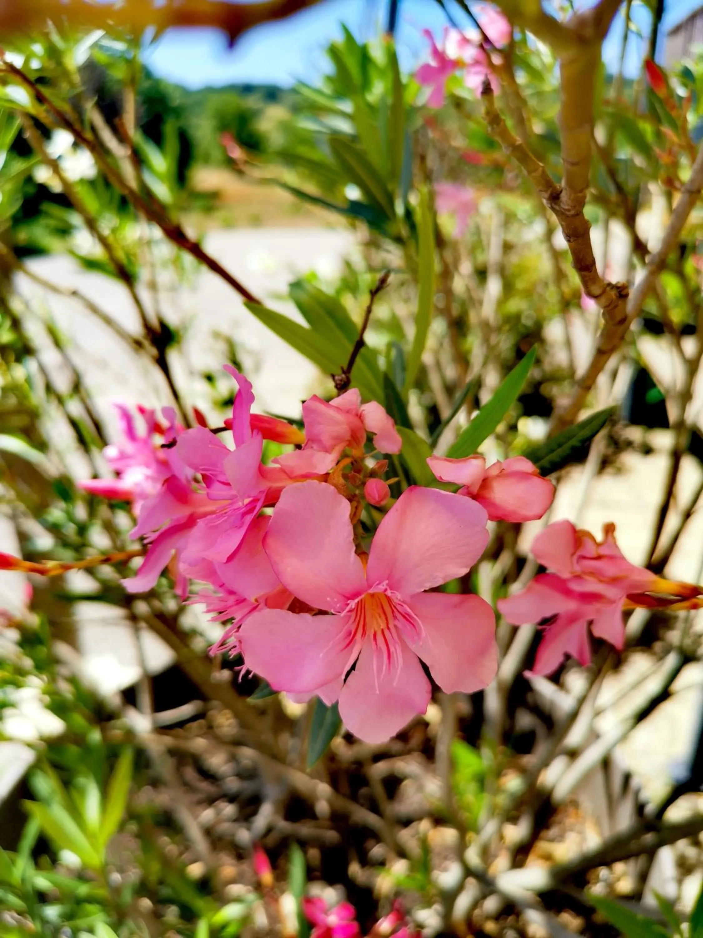 Garden in Hôtel Rose des Vents