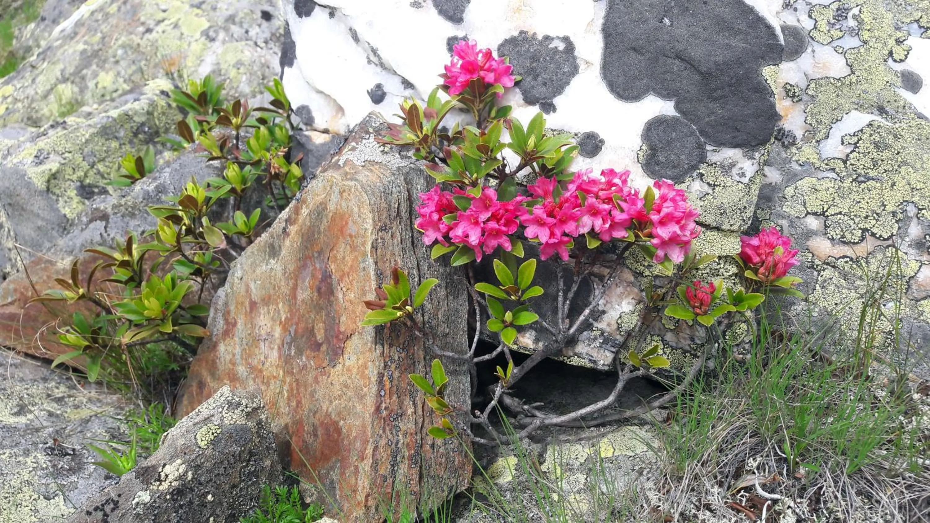 Natural landscape in Residence Sonneck