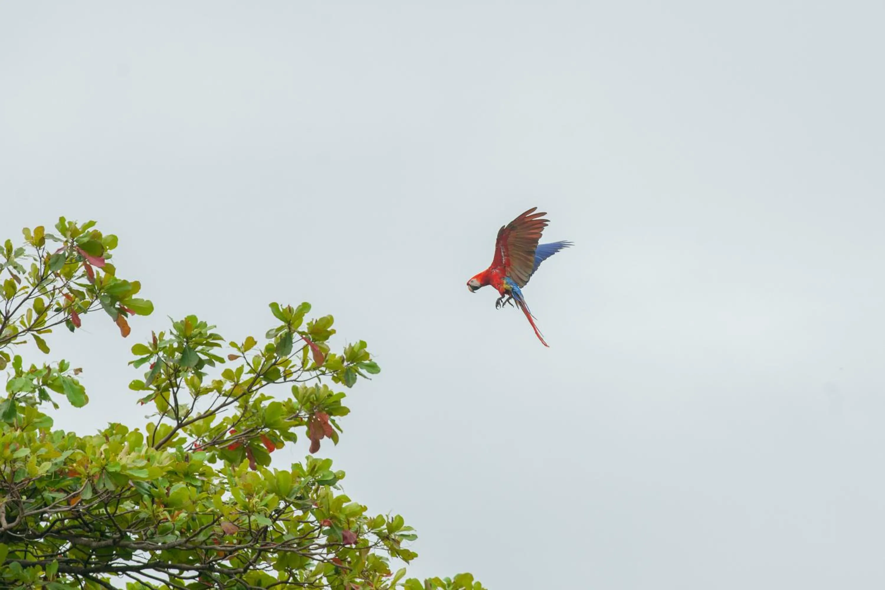 Garden view in Bungalows Ballena