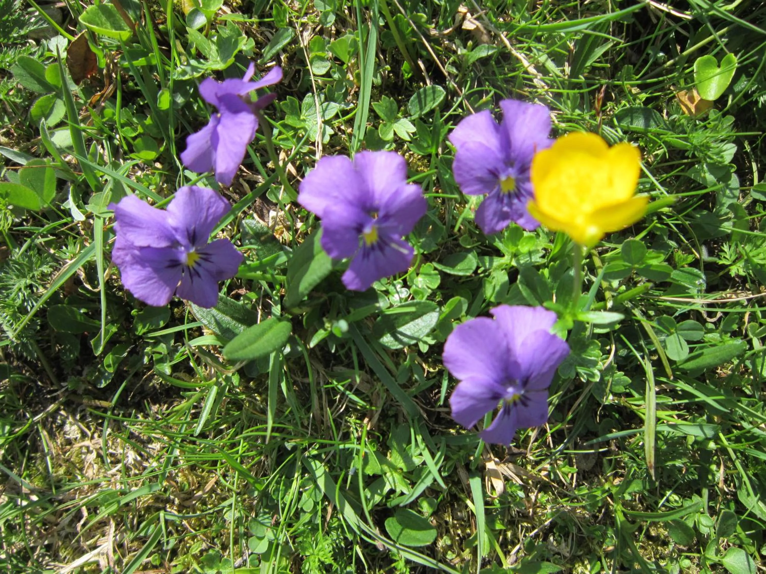 Summer in Chalet Bucaneve