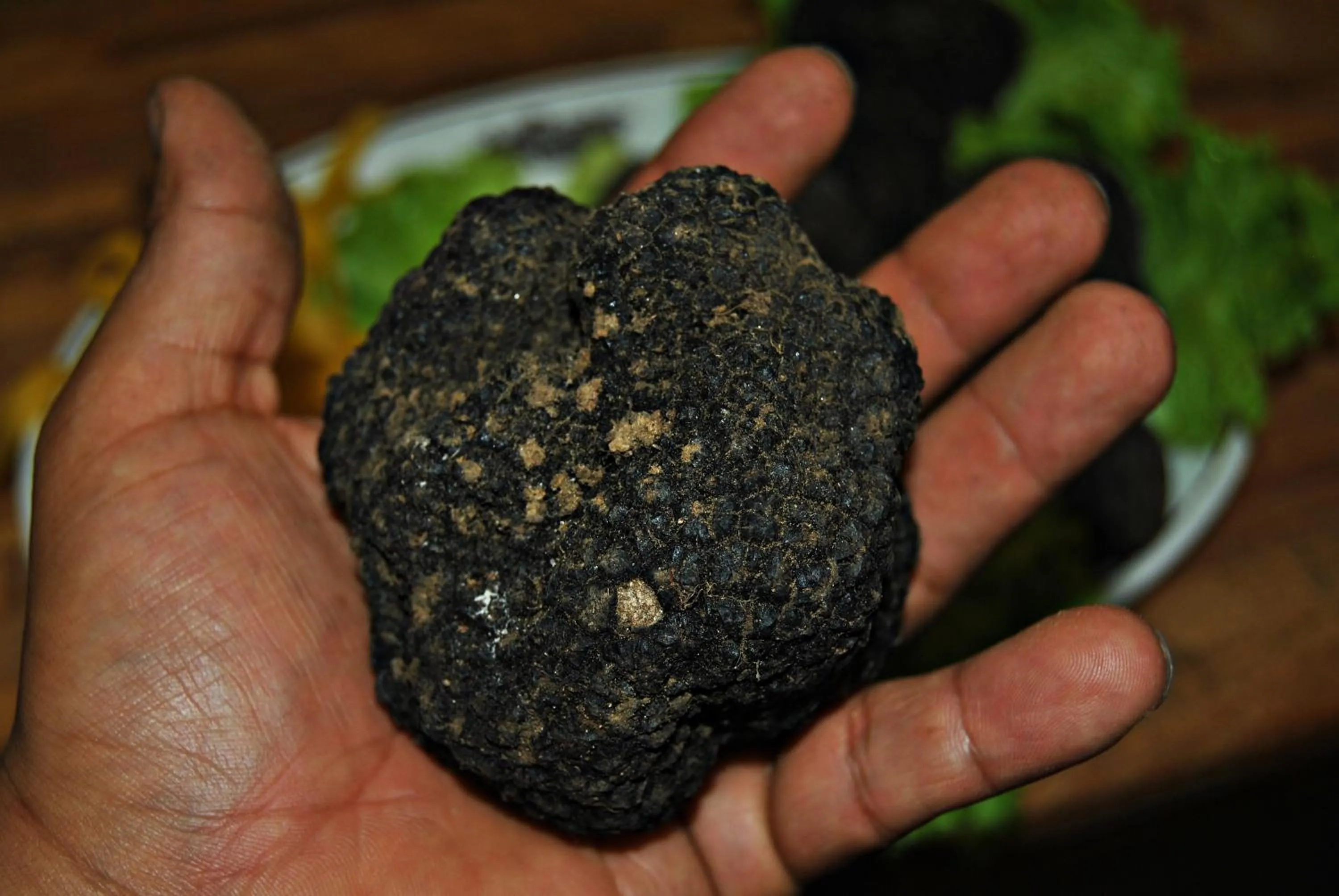 Lunch in Hotel Archimede