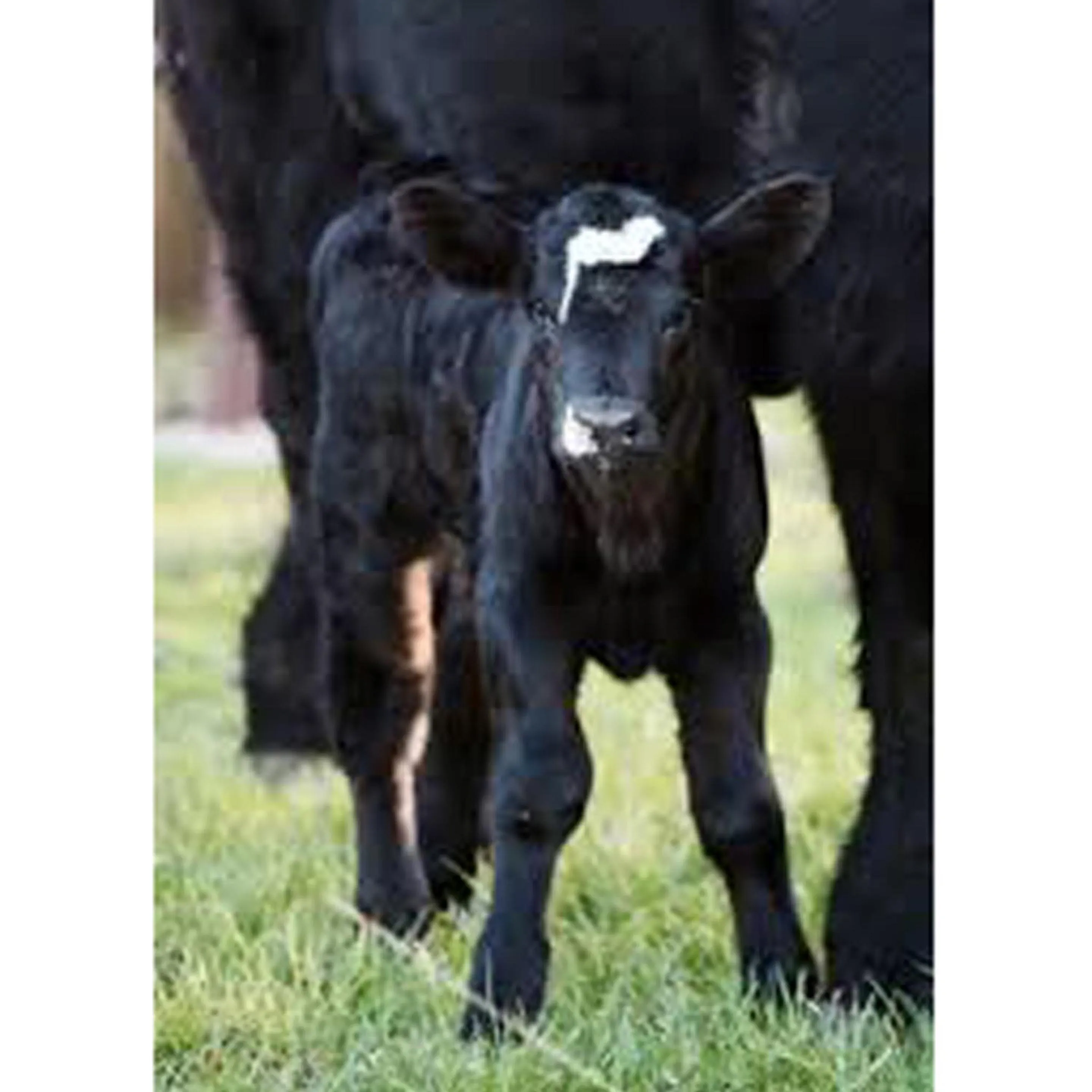 Animals in Brenda Lee History 4BR Retreat Pool Hot Tub