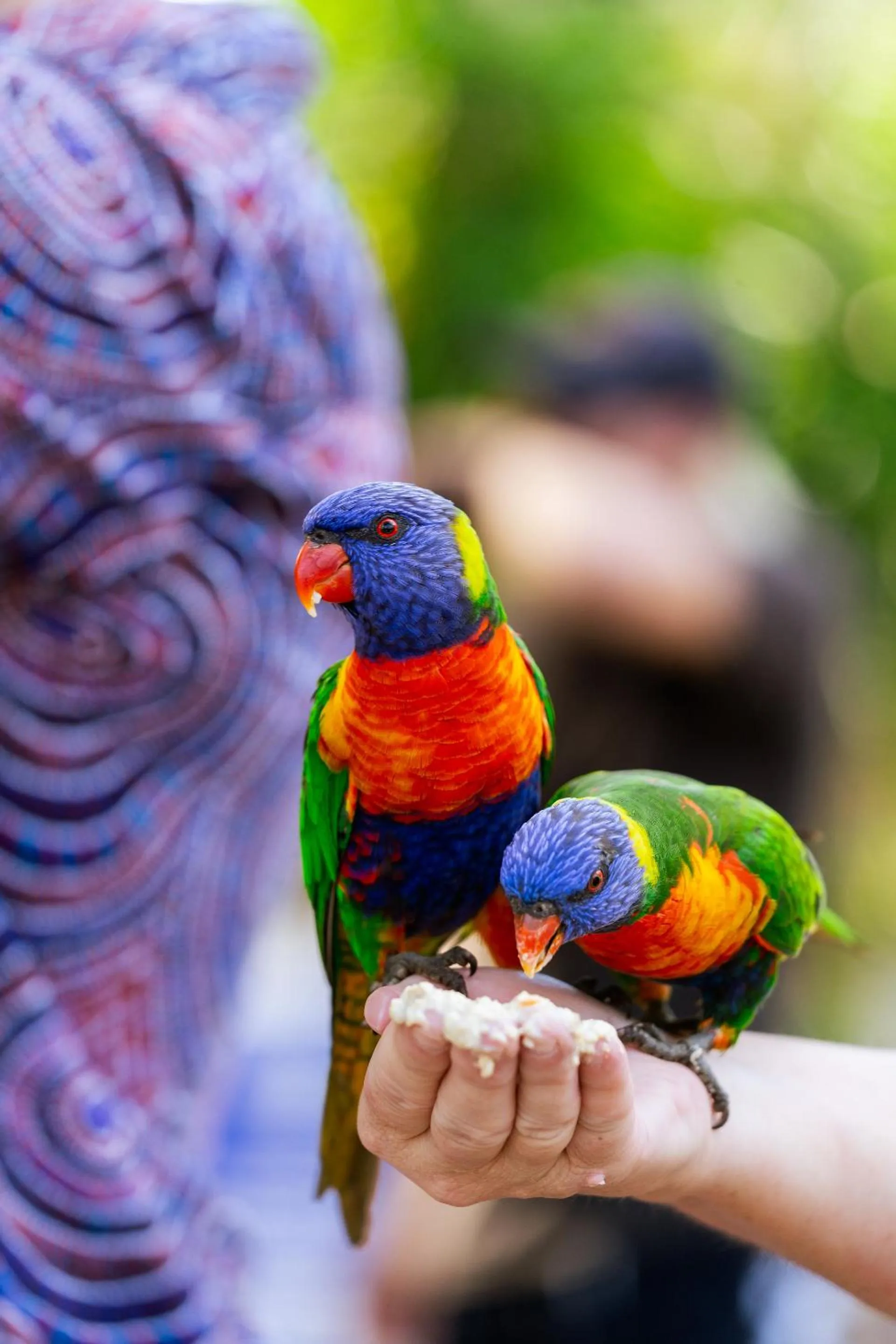 Activities in Tasman Holiday Parks - Airlie Beach