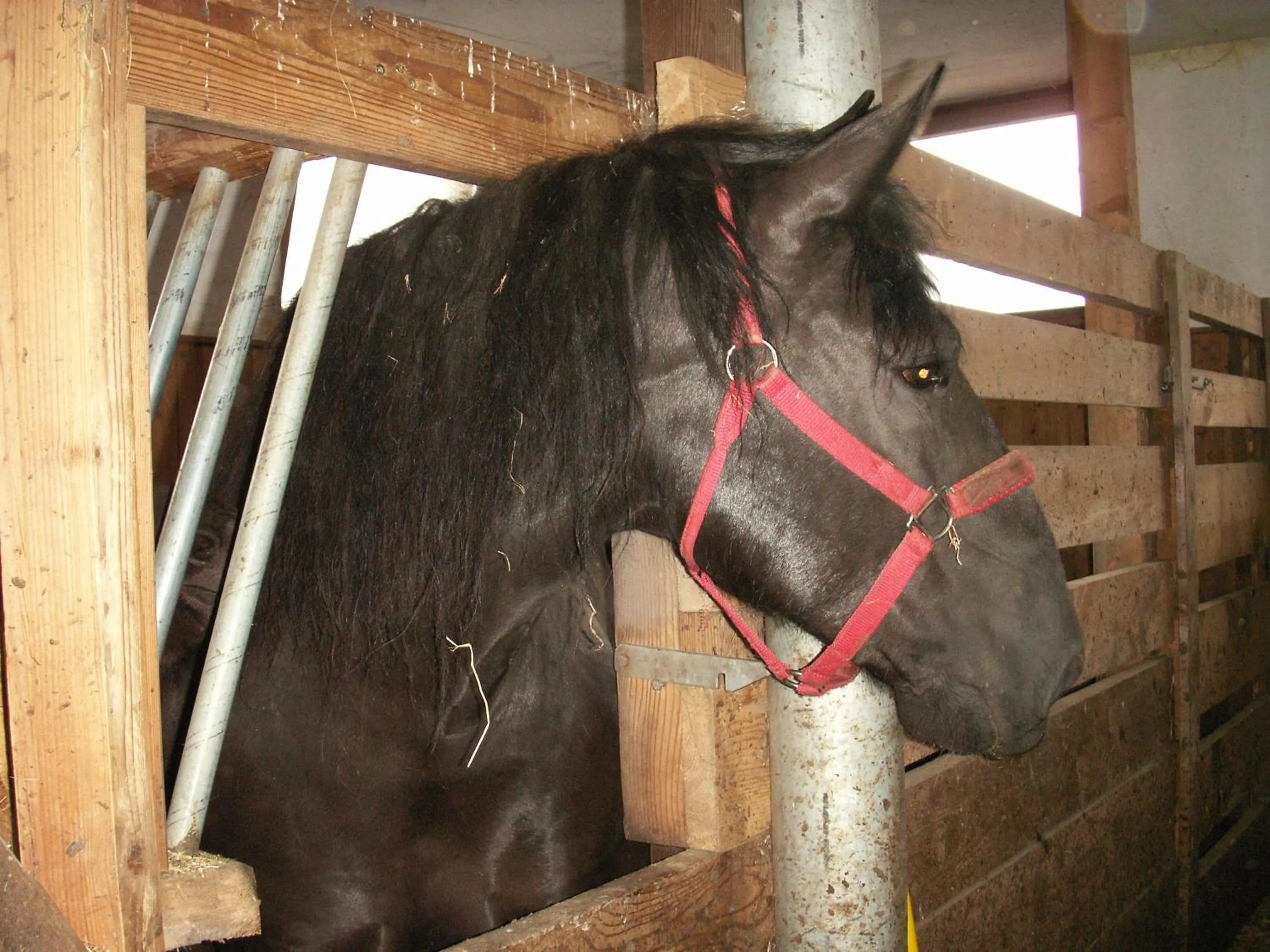 Pets in Ferienhof Wölflbauer
