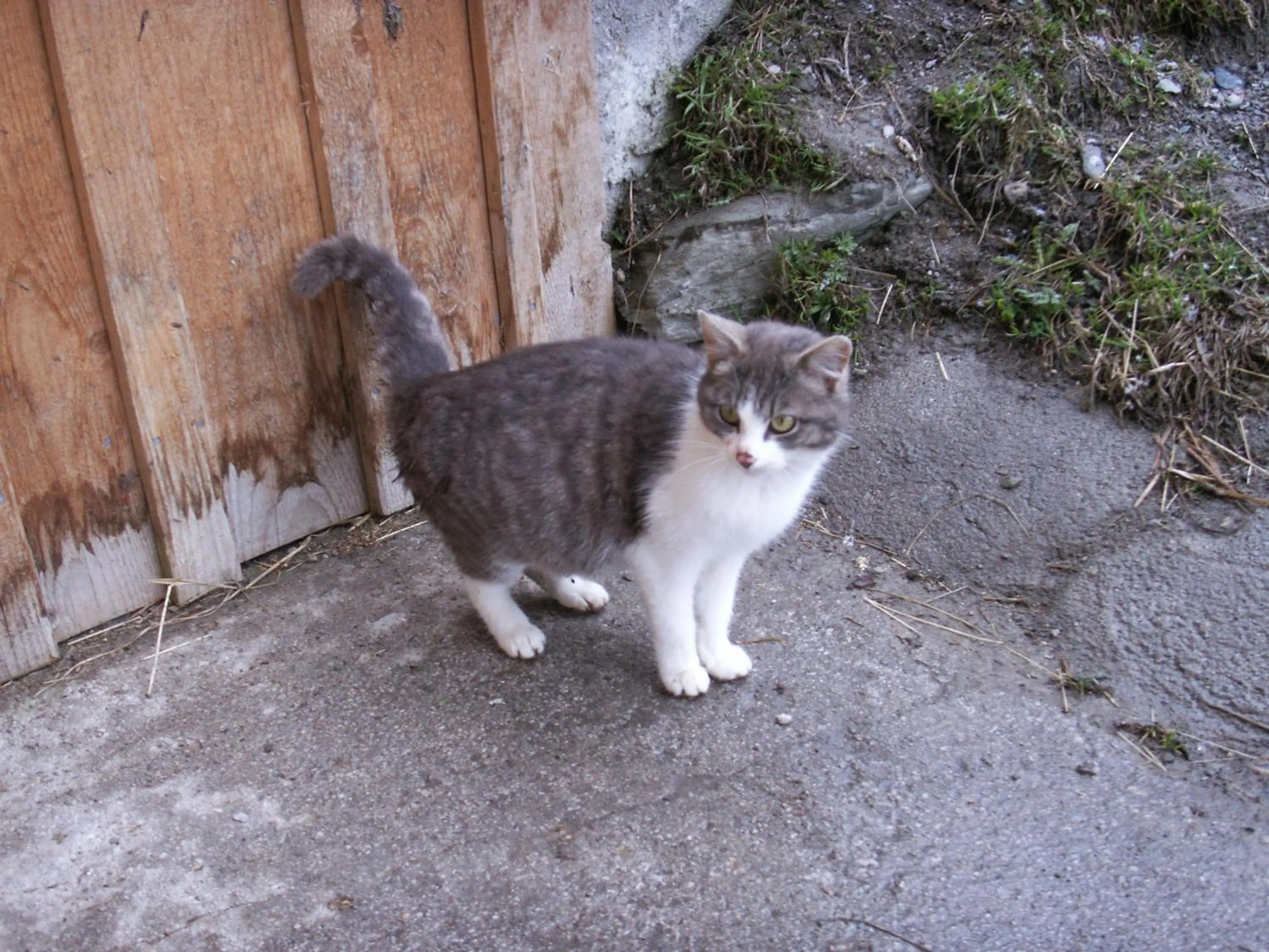 Pets in Ferienhof Wölflbauer