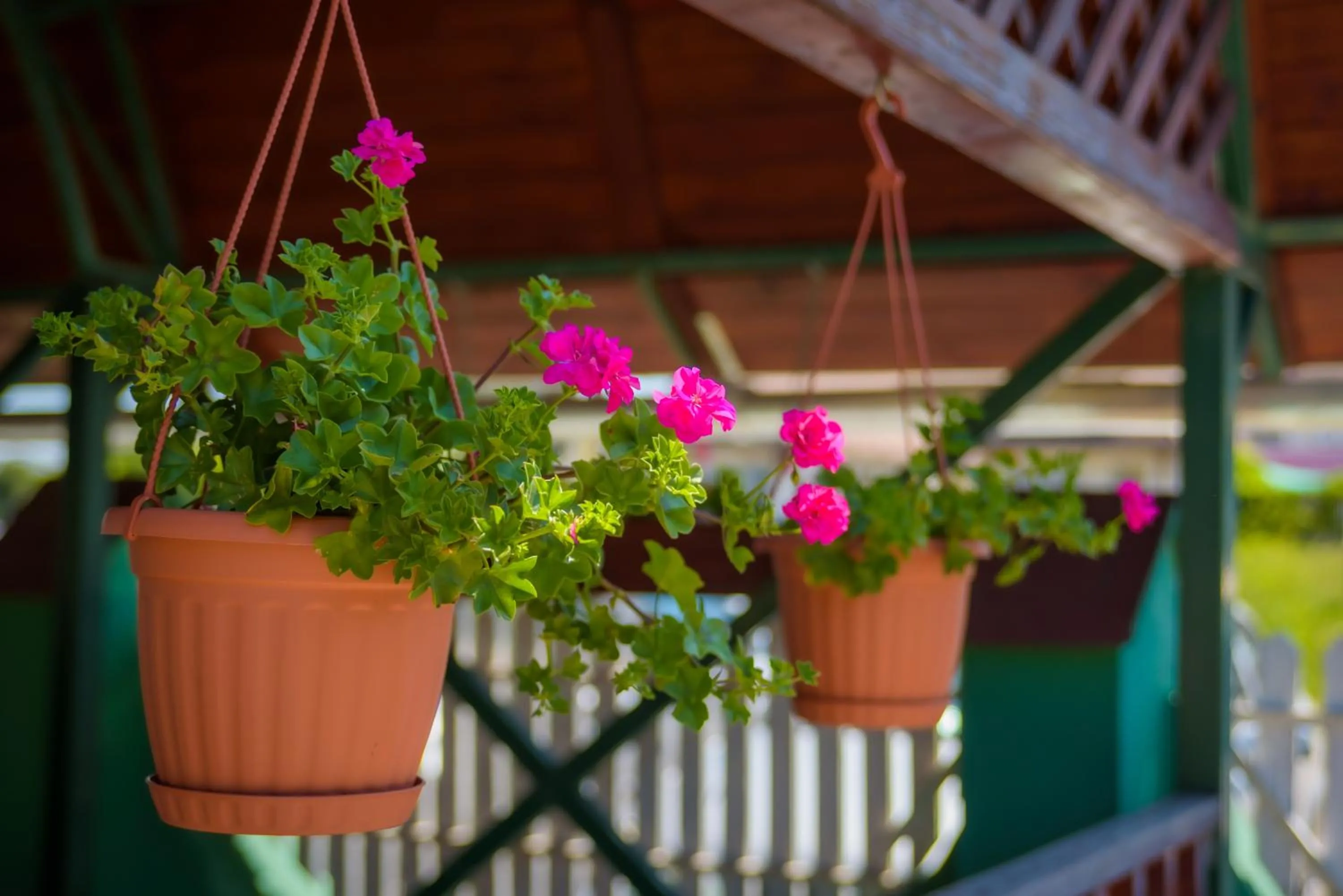 HBH Bajor Sörház Sólyomfészek Panzió