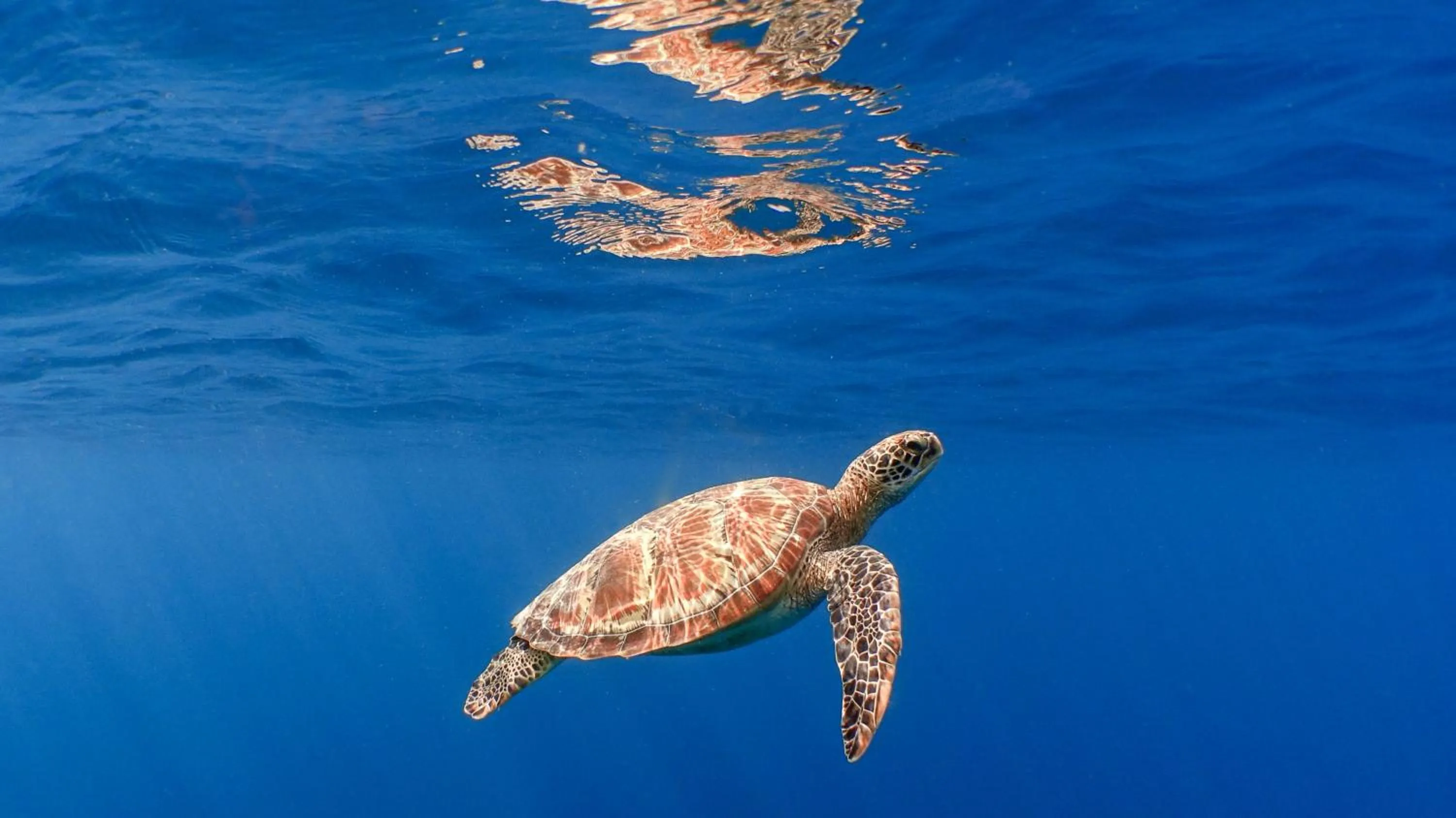 Neighbourhood in Kuredhivaru Resort and Spa - Maldives