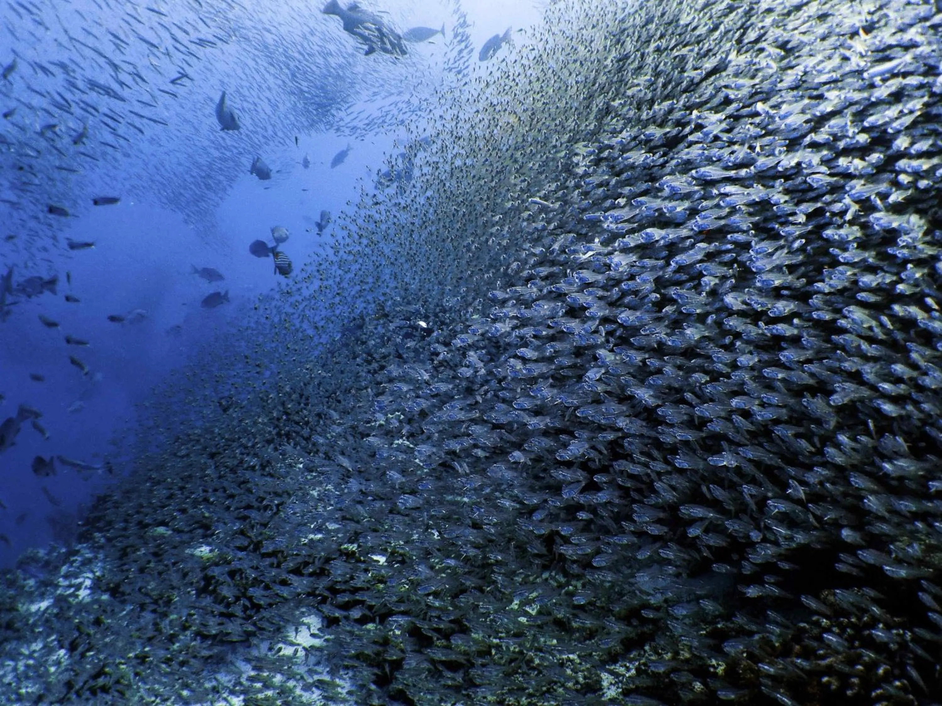 Other in Kuredhivaru Resort and Spa - Maldives