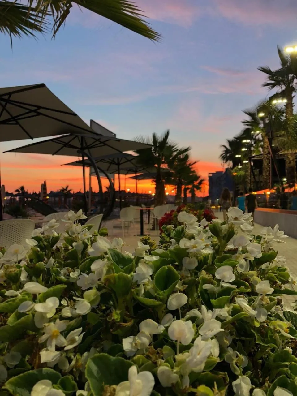 Garden in Royal G Hotel & SPA 4 Star