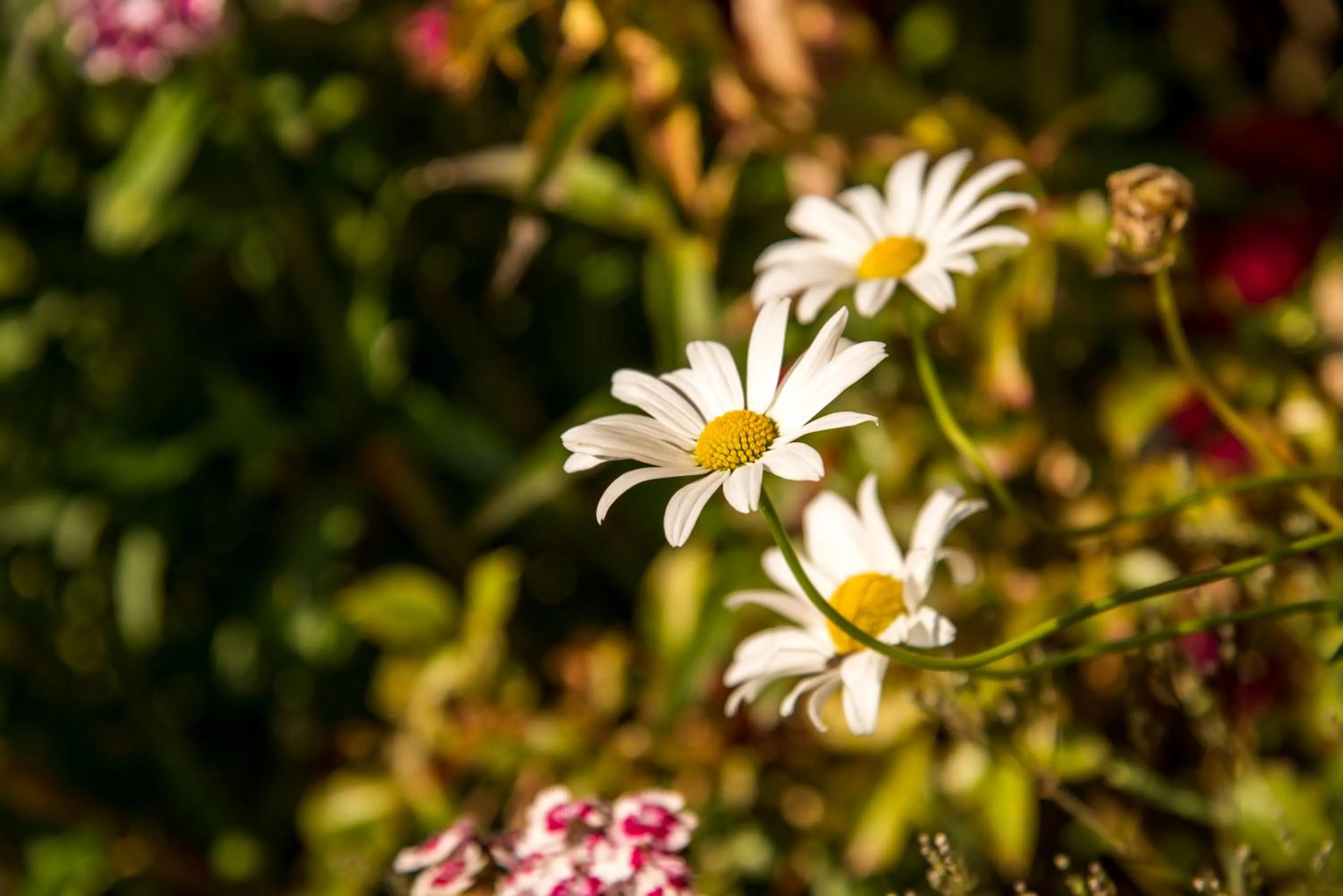 Garden in Pension Wiesenrain