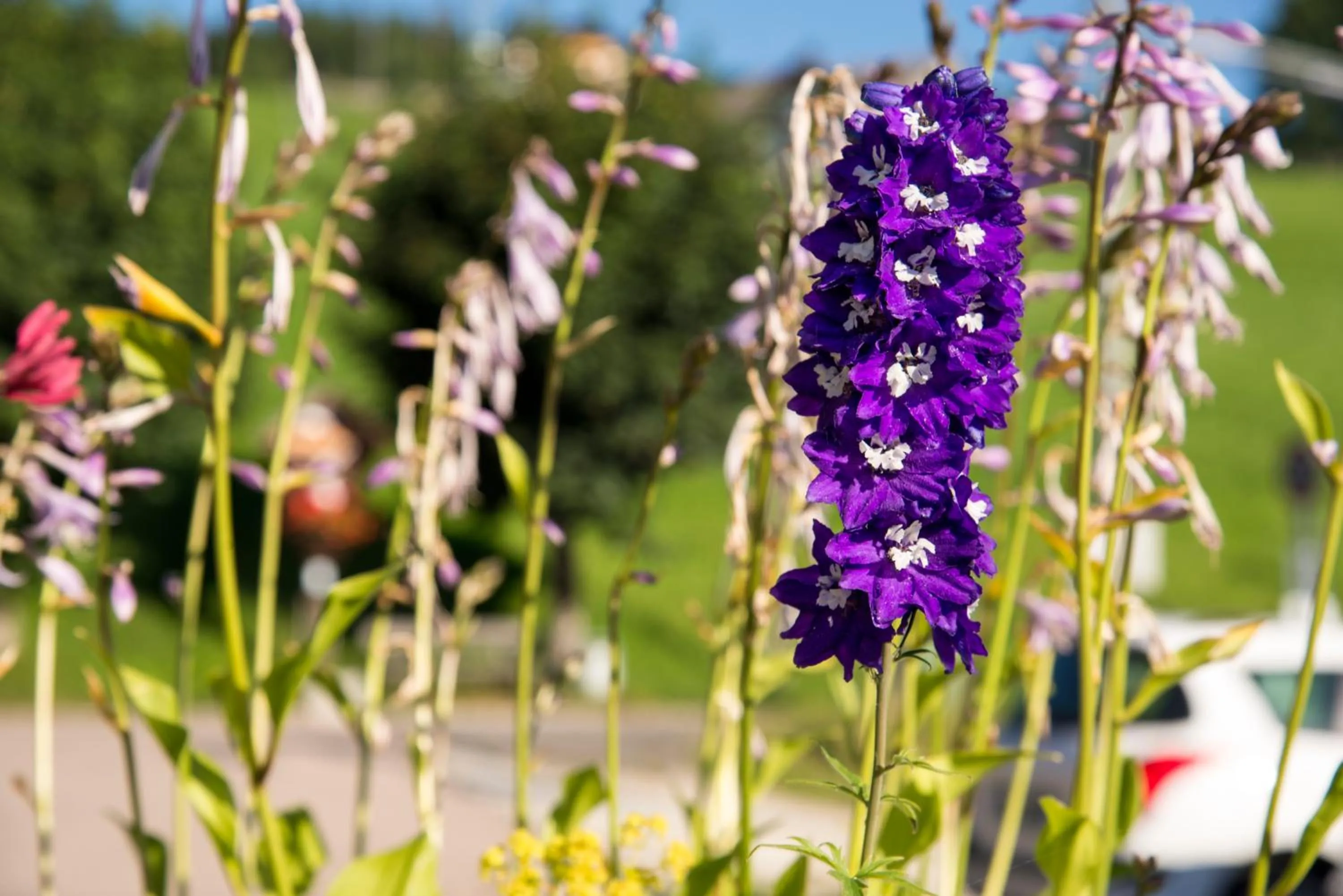 Balcony/Terrace in Pension Wiesenrain
